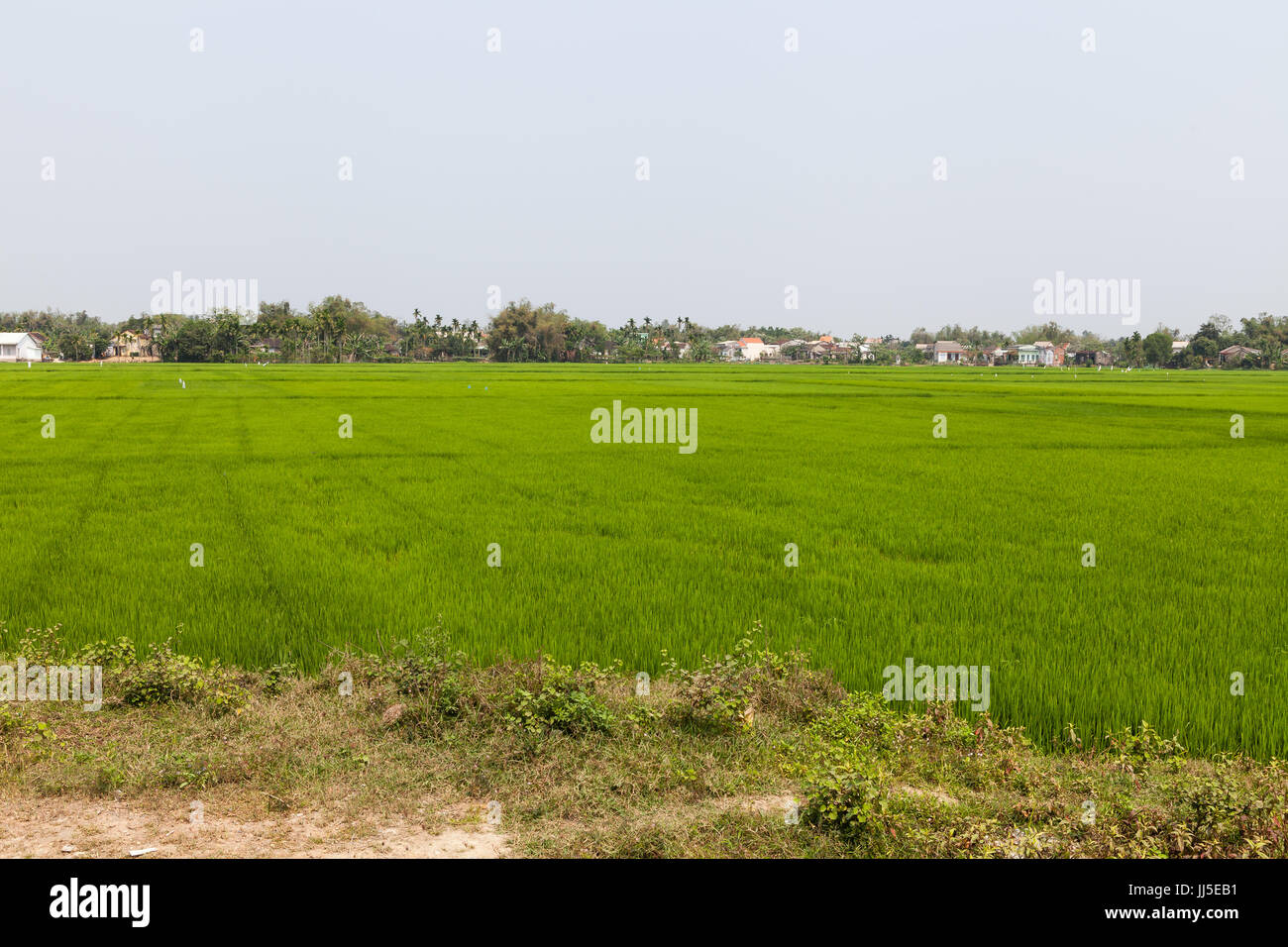 Vietnamese ordinary green field of rice Stock Photo