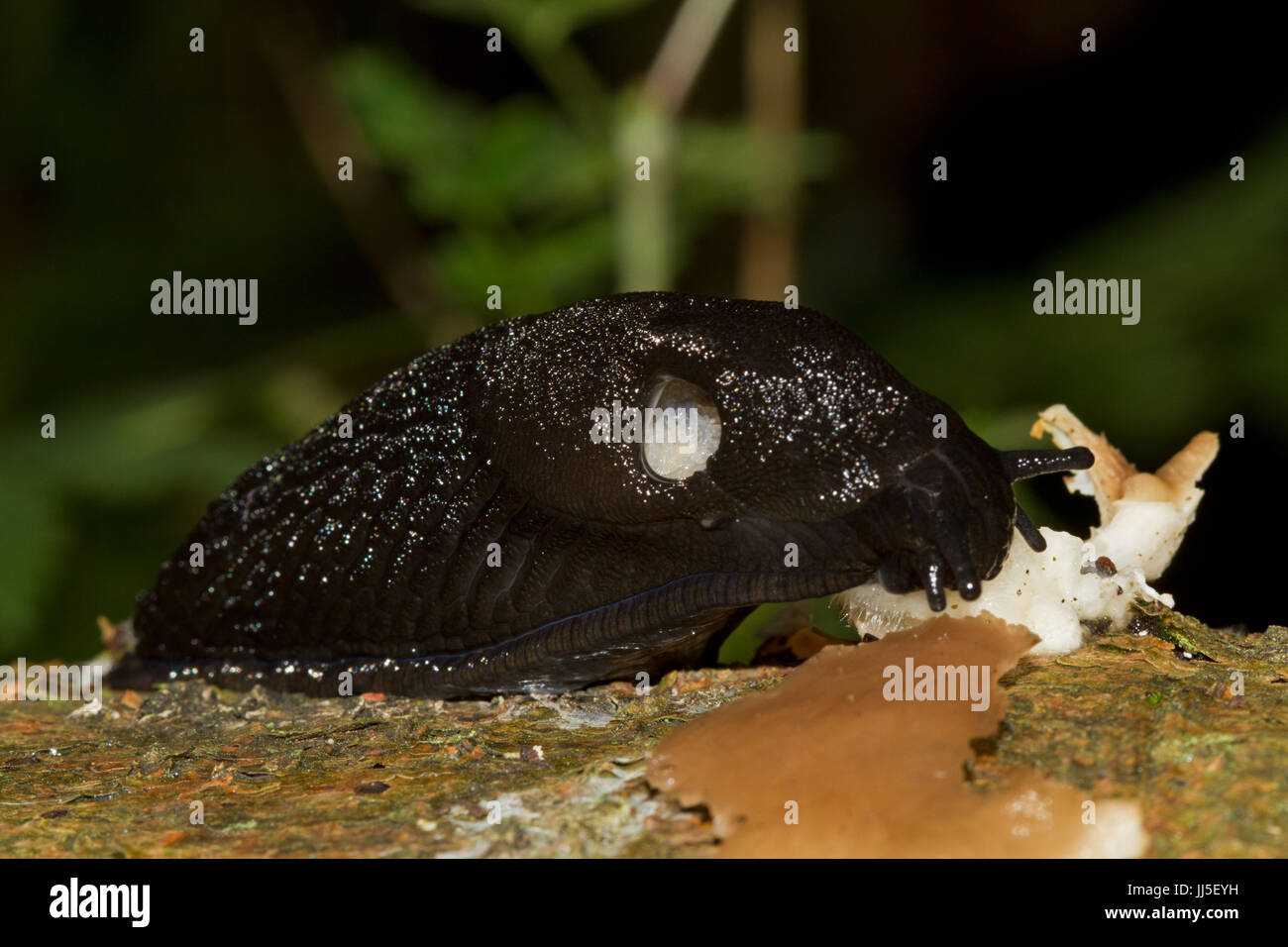 Black slug eating mushroom Stock Photo