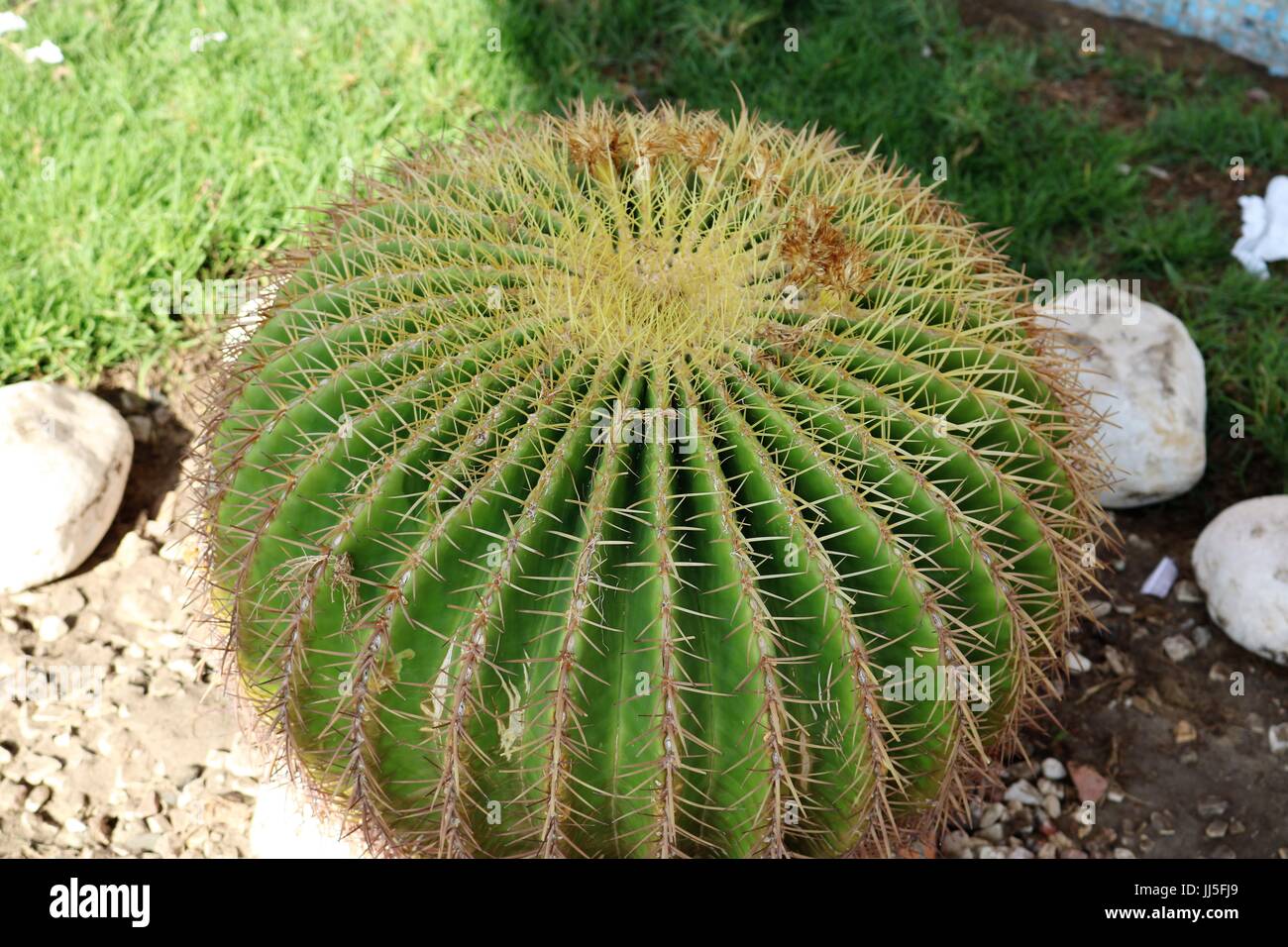 Cactus ornamental plant Stock Photo Alamy