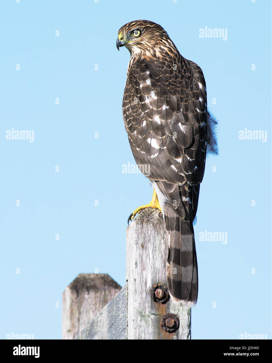Cooper's hawk in Montauk, New York Stock Photo Alamy