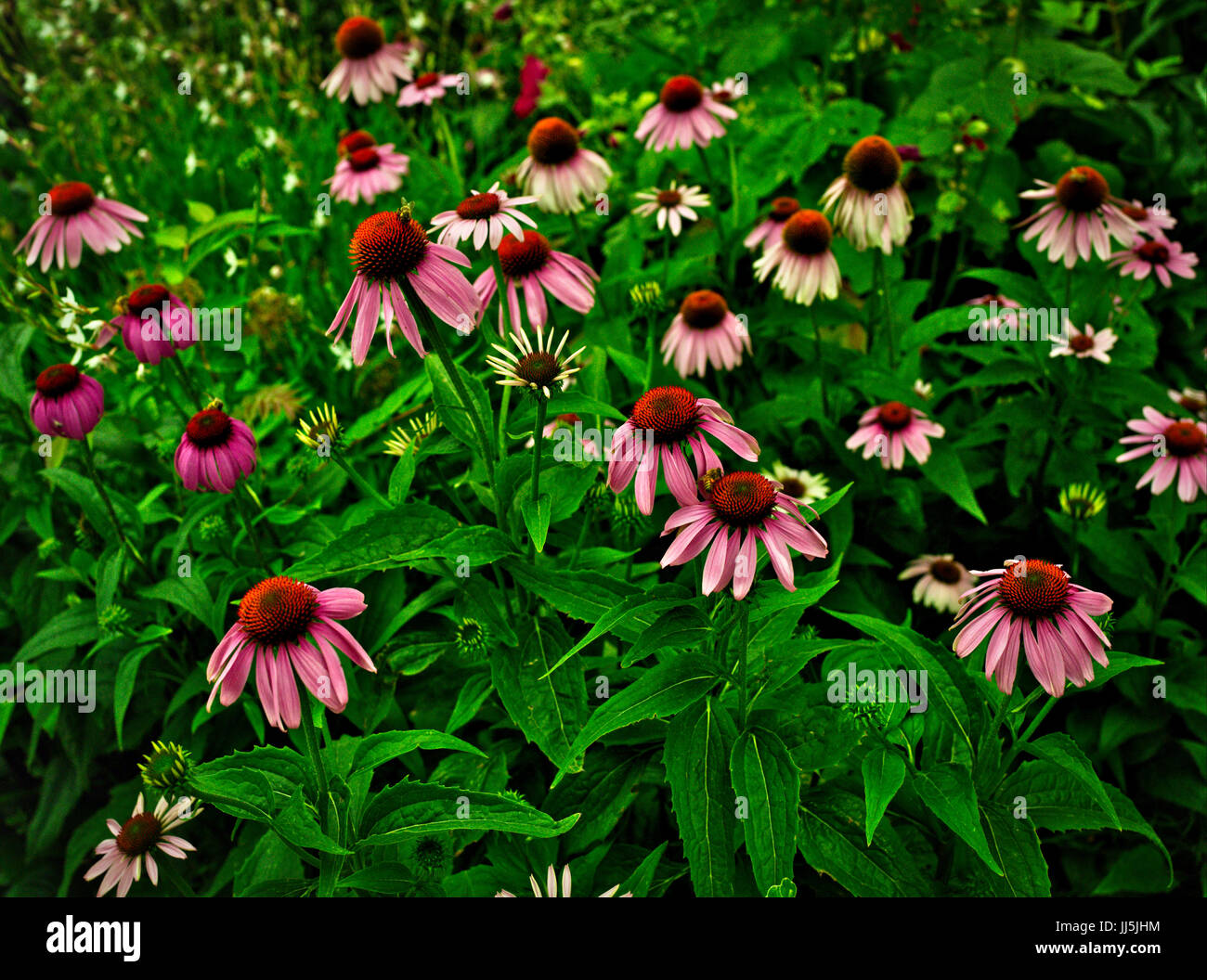 Copious Echinacea flowers of all hues of pink, taken in Santa Fe , New  Mexico Stock Photo - Alamy