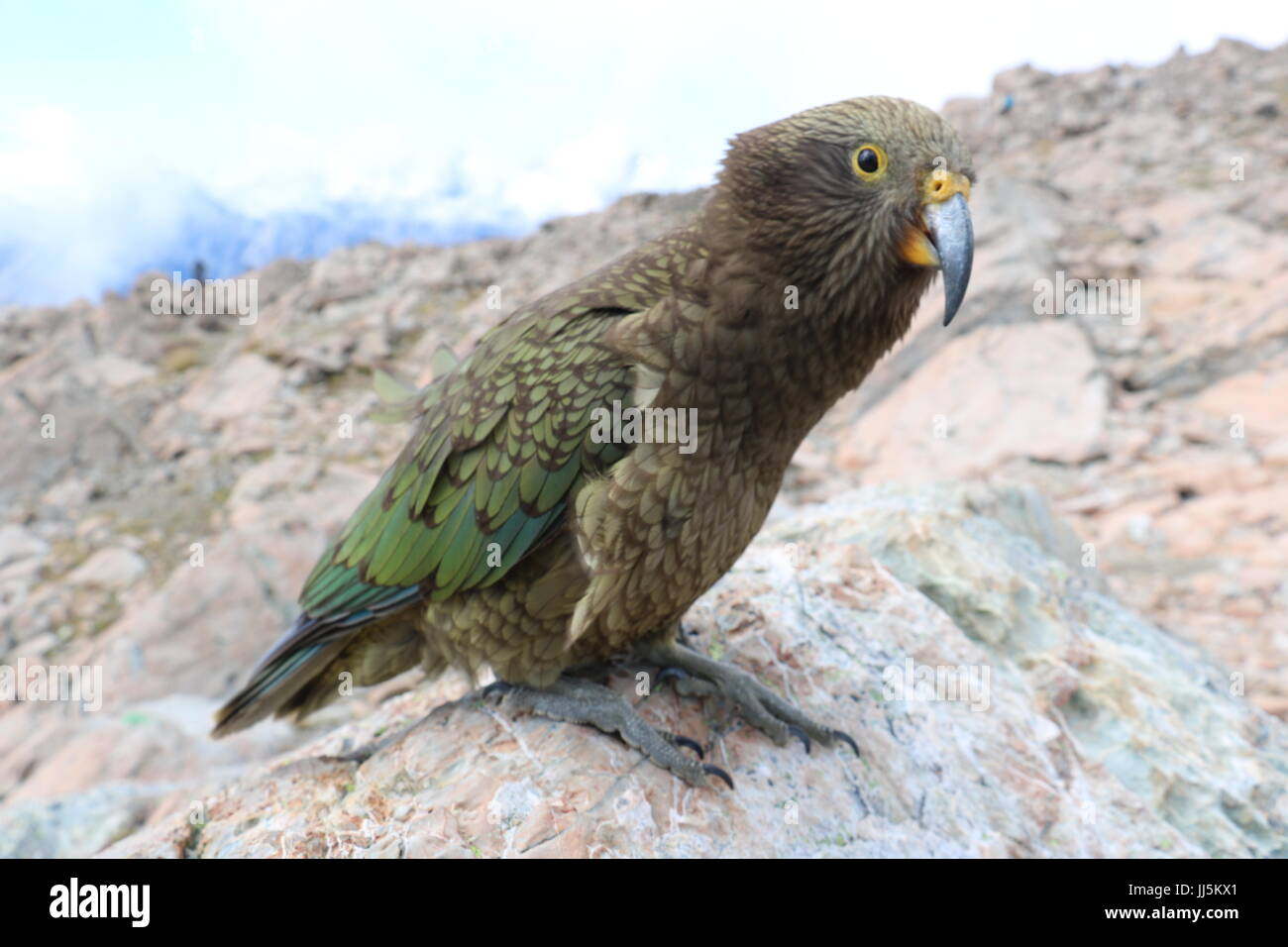 Curious bird seated on rock looking at the camera near Mueller hut in the Mt Cook National Park on New Zealand's South Island Stock Photo