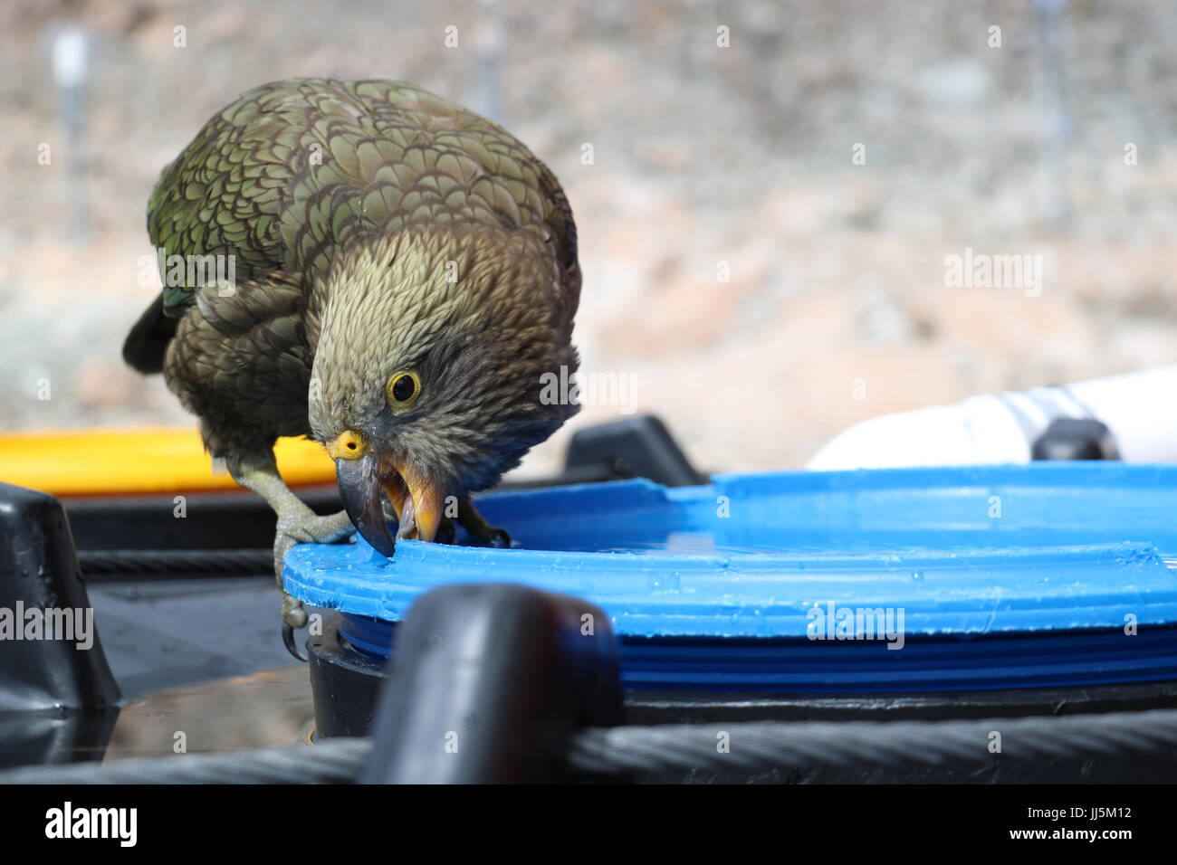 Cheeky kea pecking a drum cover at Mueller Hut in the Mt Cook National Park on New Zealand's South Island Stock Photo