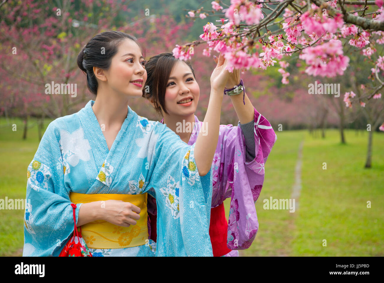 Two beauty asian woman wearing traditional japanese kimono looking pink tru...