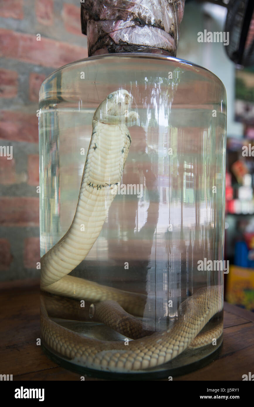 Image result for vietnamese whiskey jar with cobra inside images