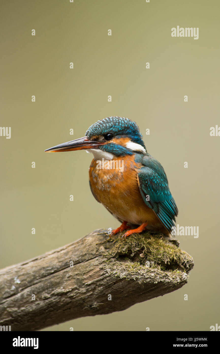 Common kingfisher Stock Photo