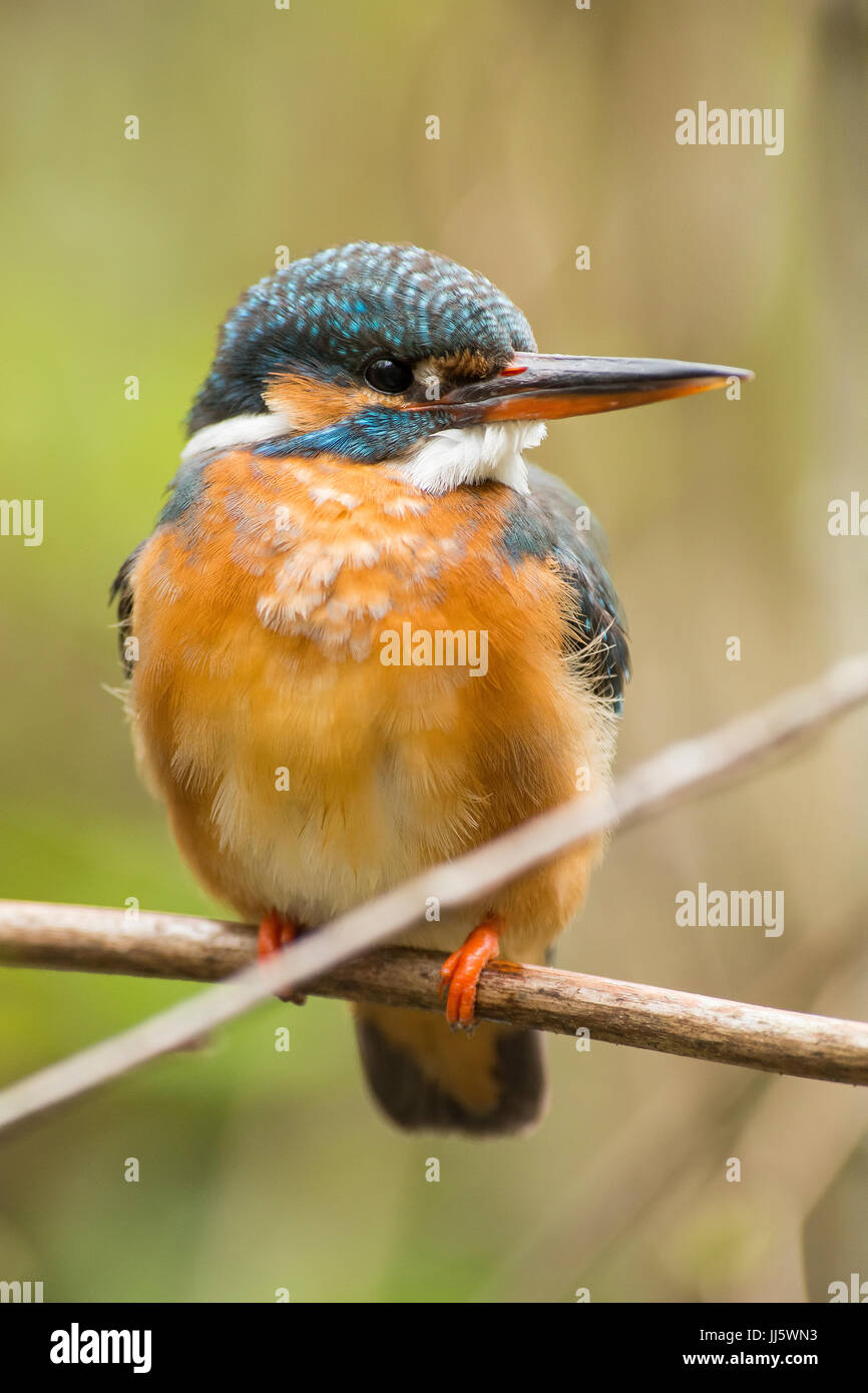 Common kingfisher Stock Photo