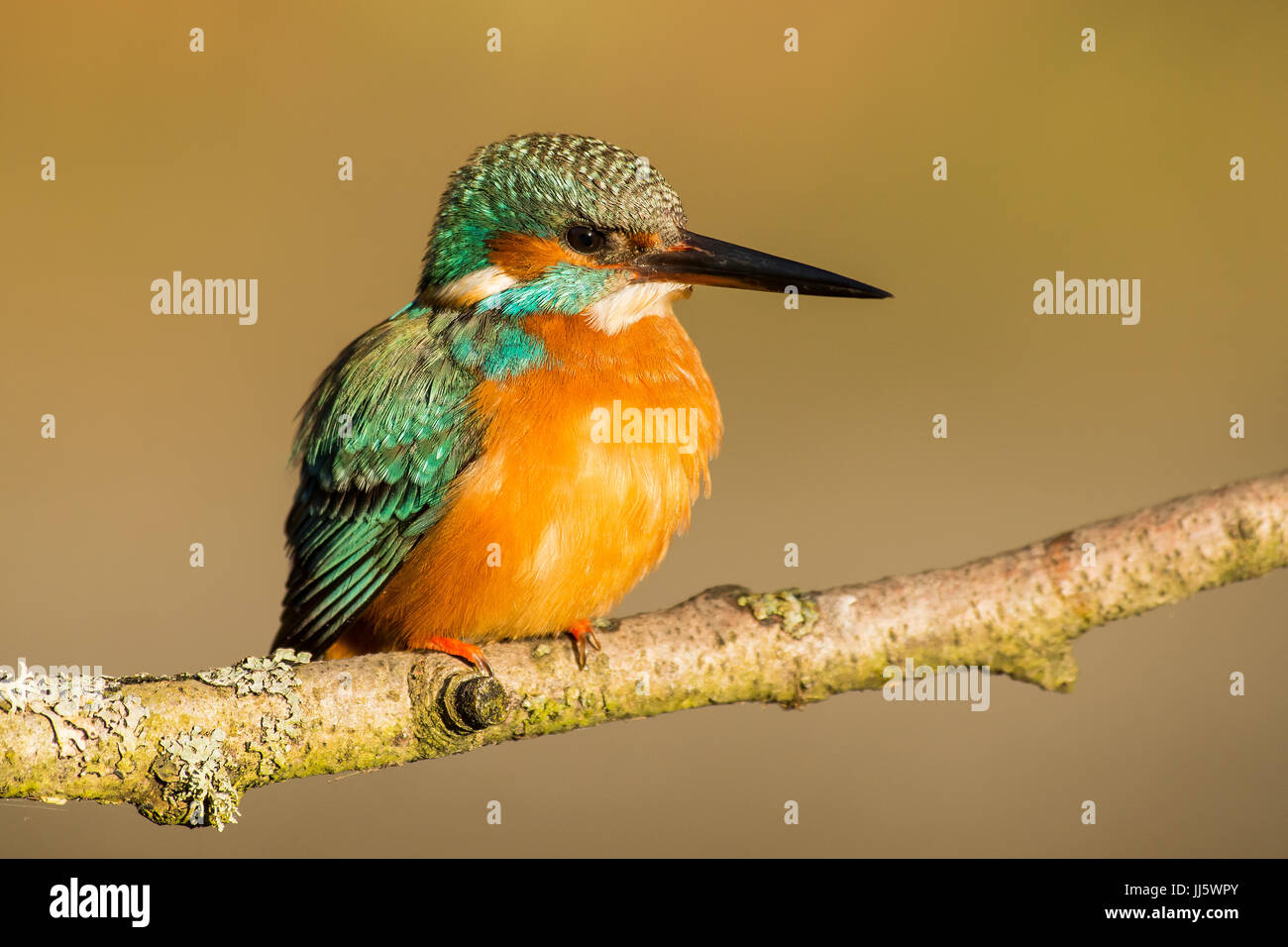 Kingfisher in the sunshine Stock Photo