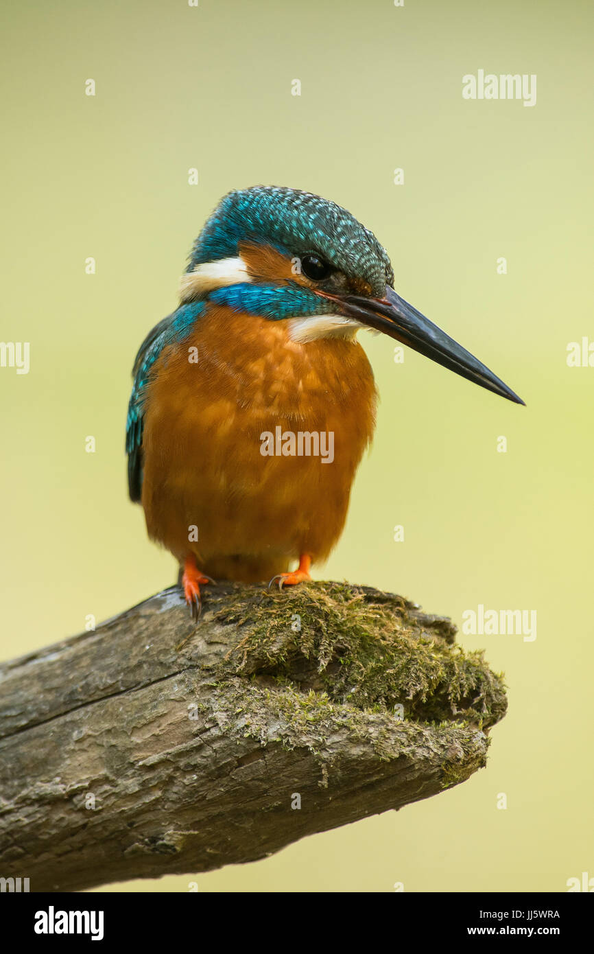 Common kingfisher, Alcedo atthis Stock Photo
