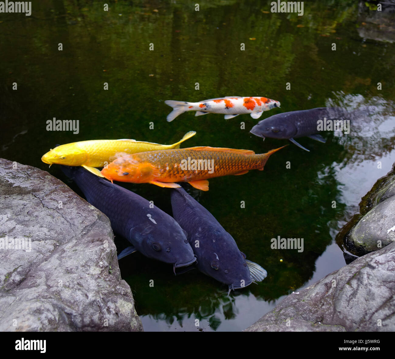 Amazing Koi fish pond in Kanazawa, Japan. Koi fish are colored form of