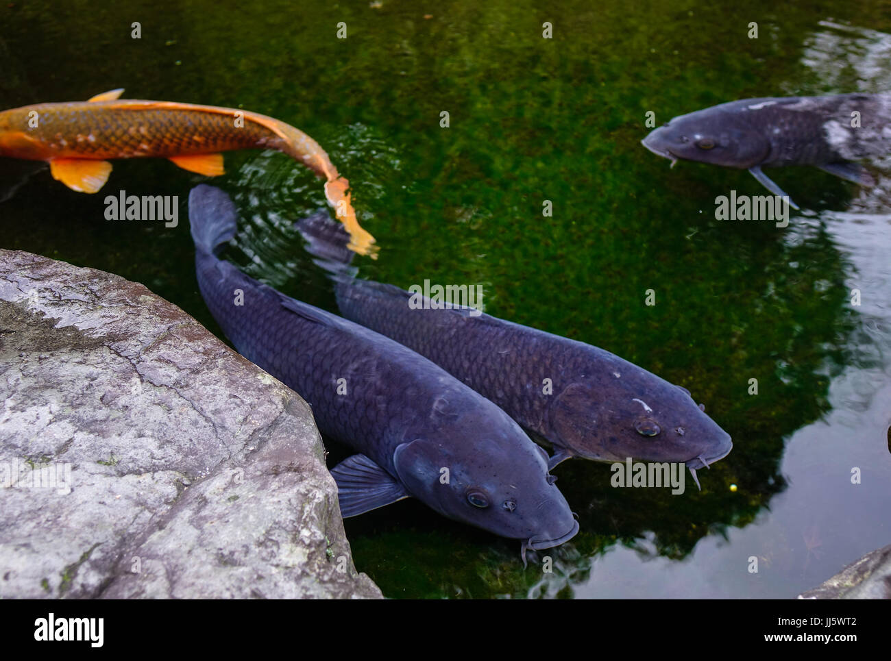 Koi fish pond at city park in Kanazawa, Japan. Koi fish are colored
