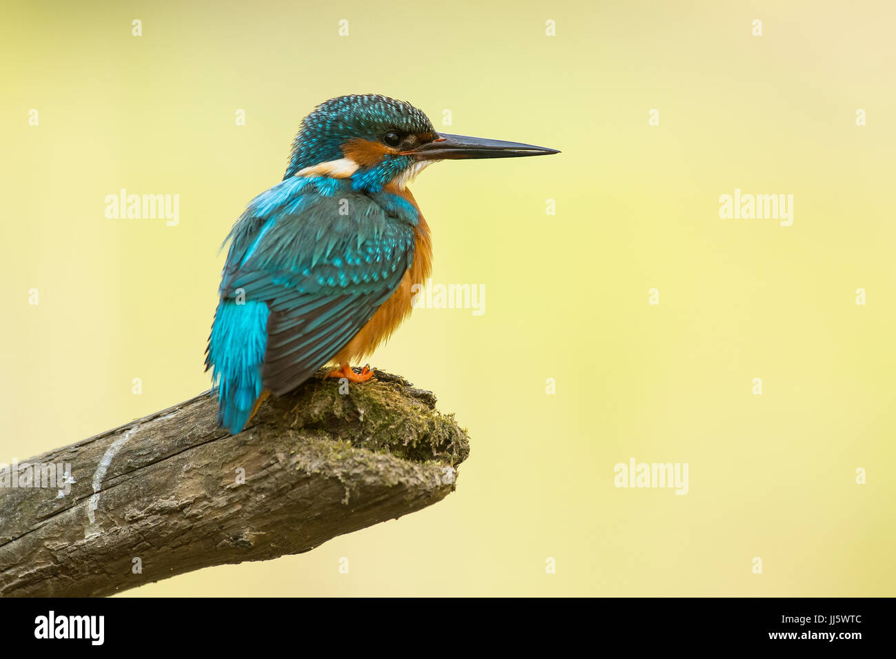 Common kingfisher, Alcedo atthis Stock Photo
