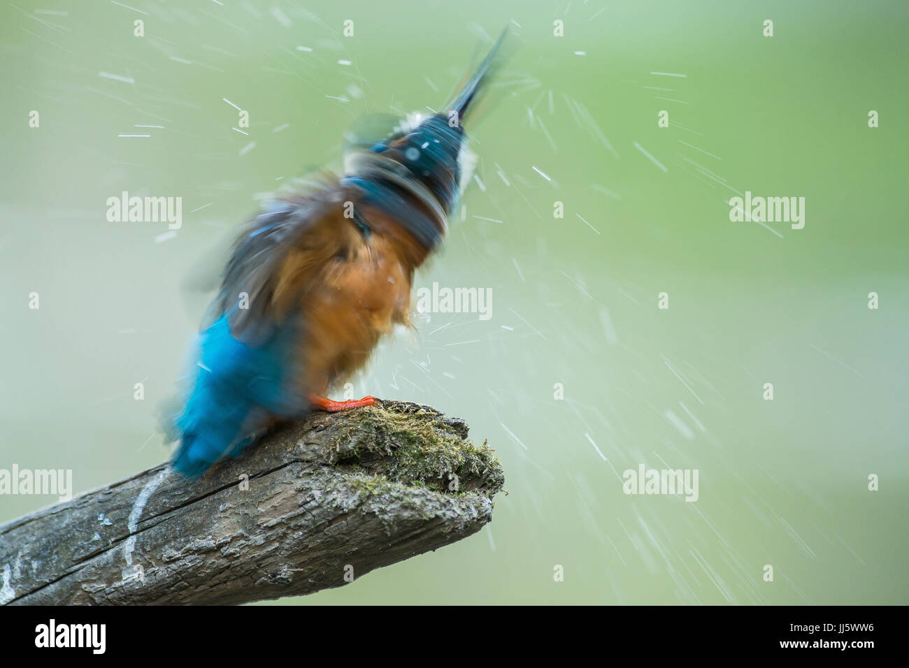 Kingfisher shaking the water off Stock Photo