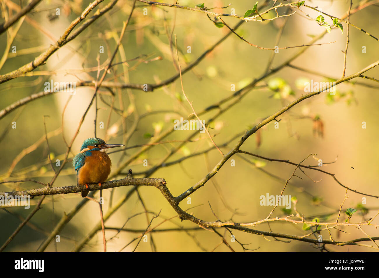 Common kingfisher sitting on a tree Stock Photo