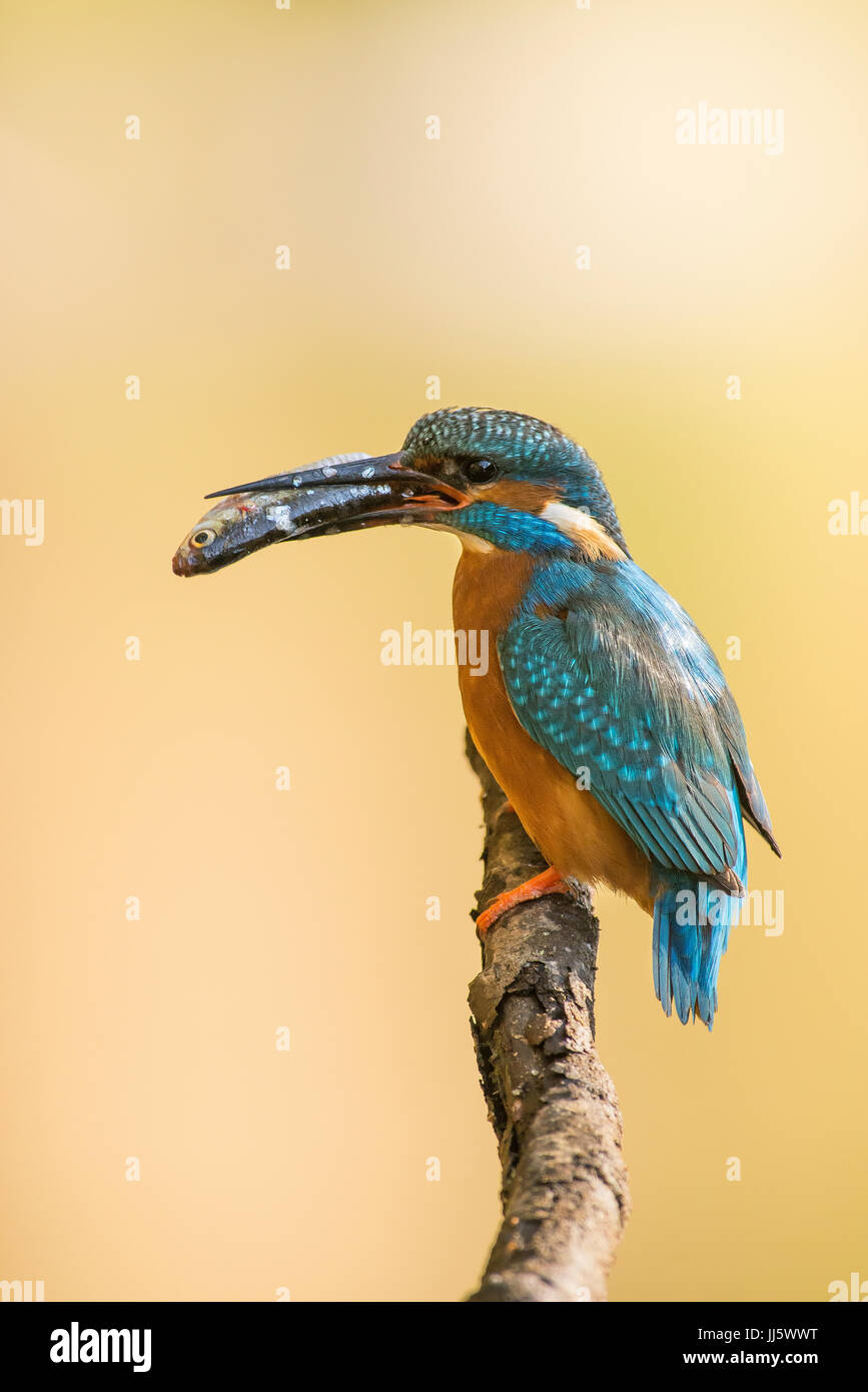 Kingfisher with a catch Stock Photo