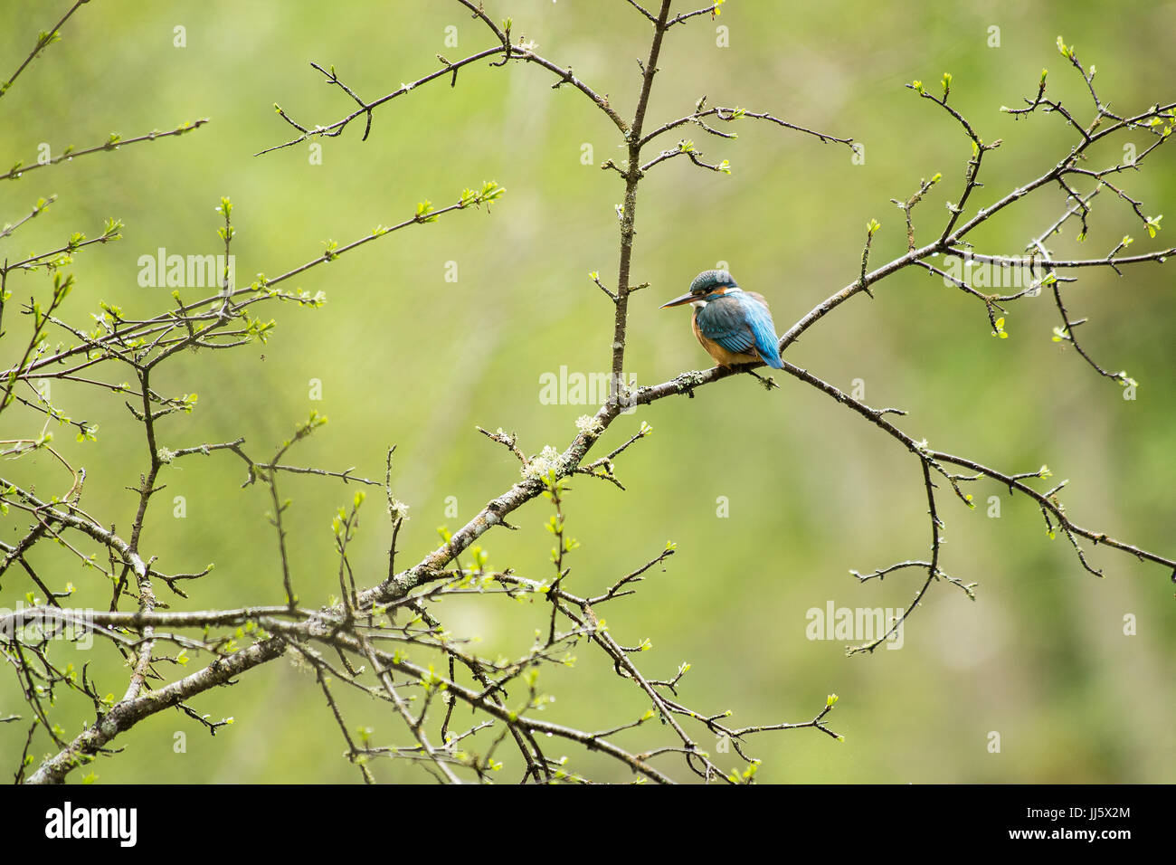 Kingfisher sitting on a branch Stock Photo