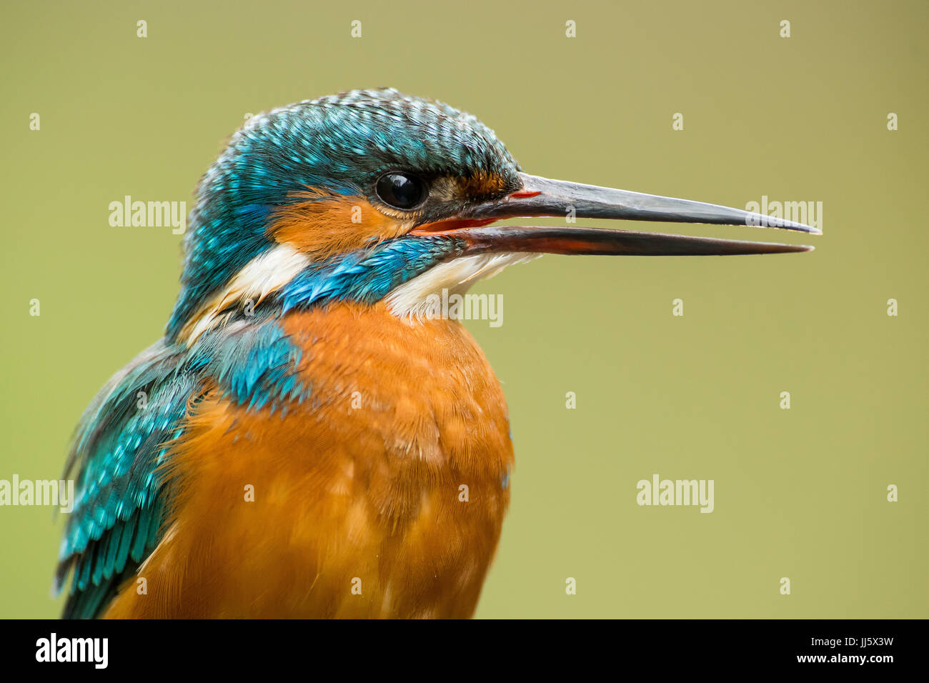 Portrait of common kingfisher Stock Photo