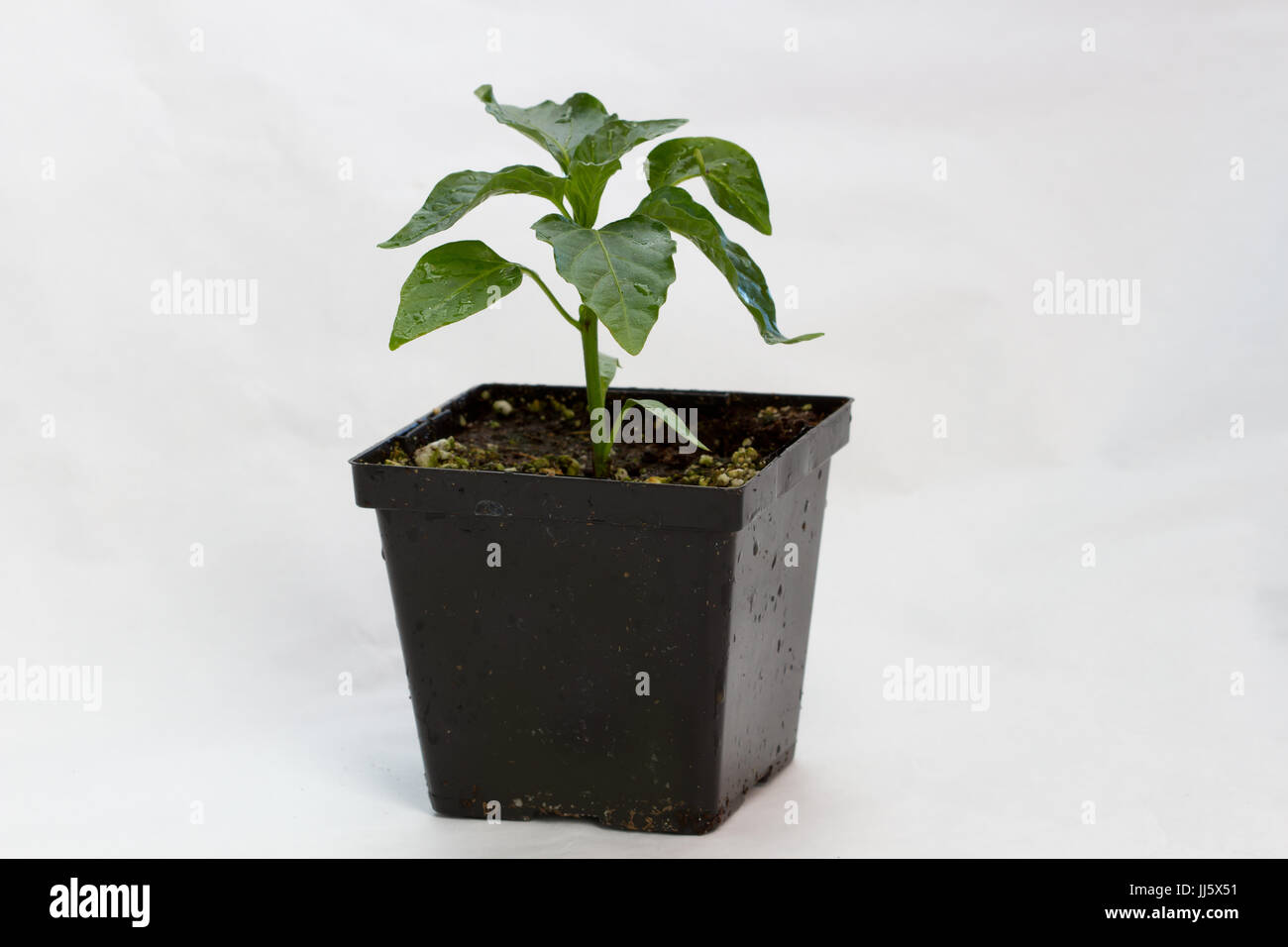 Vegetable seedlings in a nursery pot on white isolated background. Stock Photo