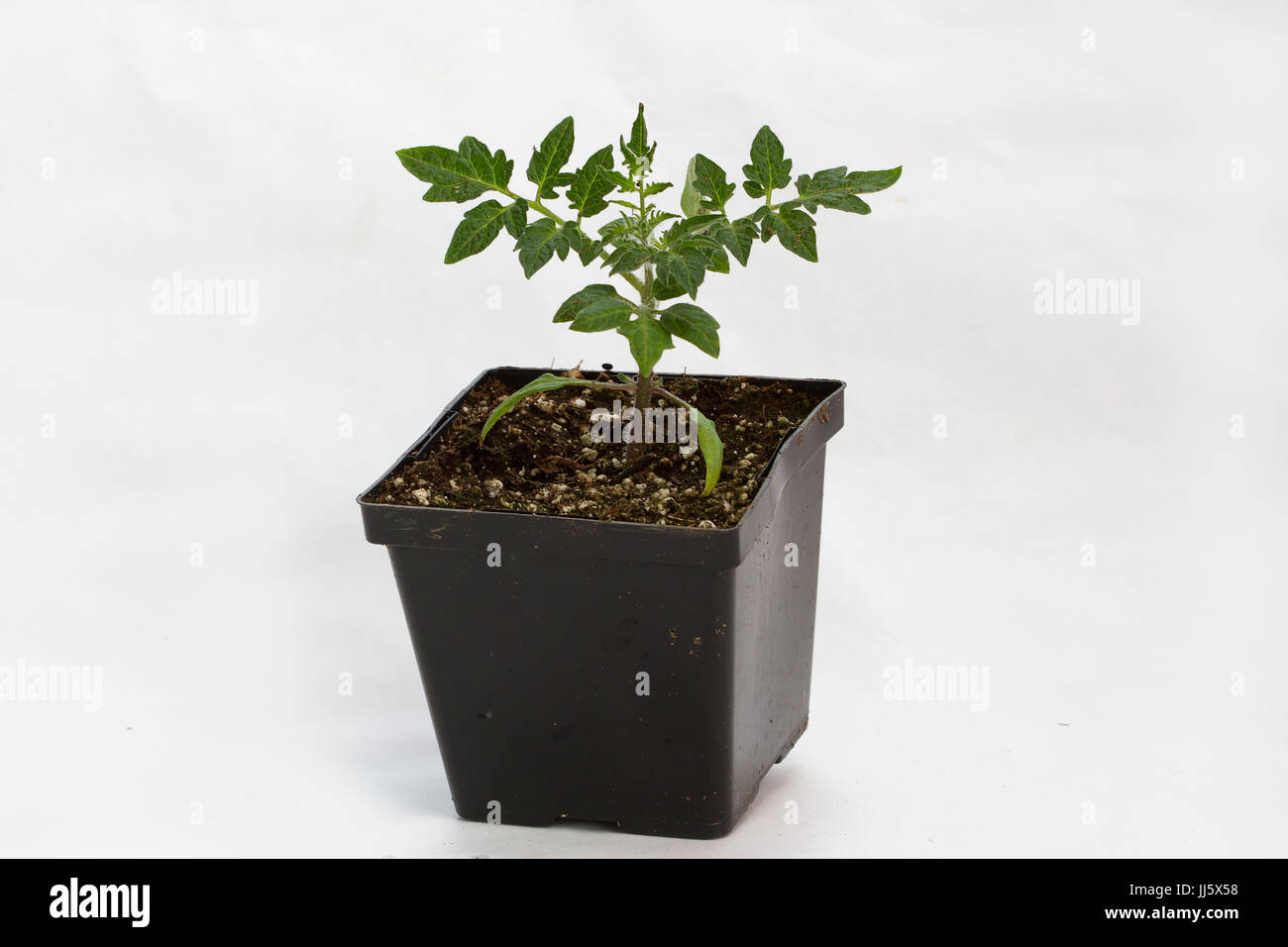 Vegetable seedlings in a nursery pot on white isolated background. Stock Photo