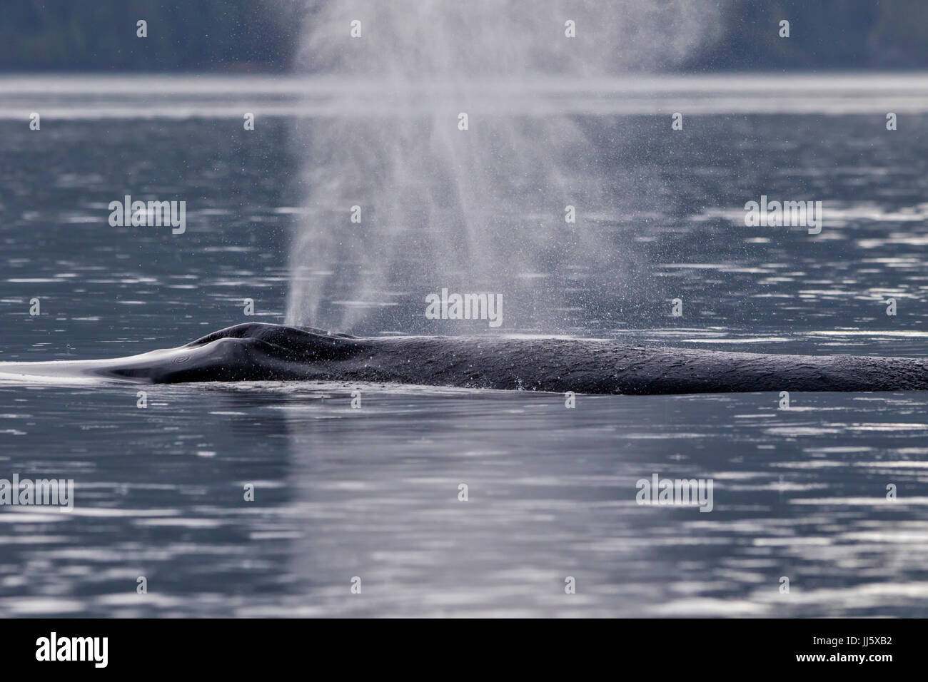 Humpback whale (Megaptera novaeangliae) flipper waving in Broughton Archipelago Provincial Marine Park off Vancouver Island, British Columbia, Canada. Stock Photo