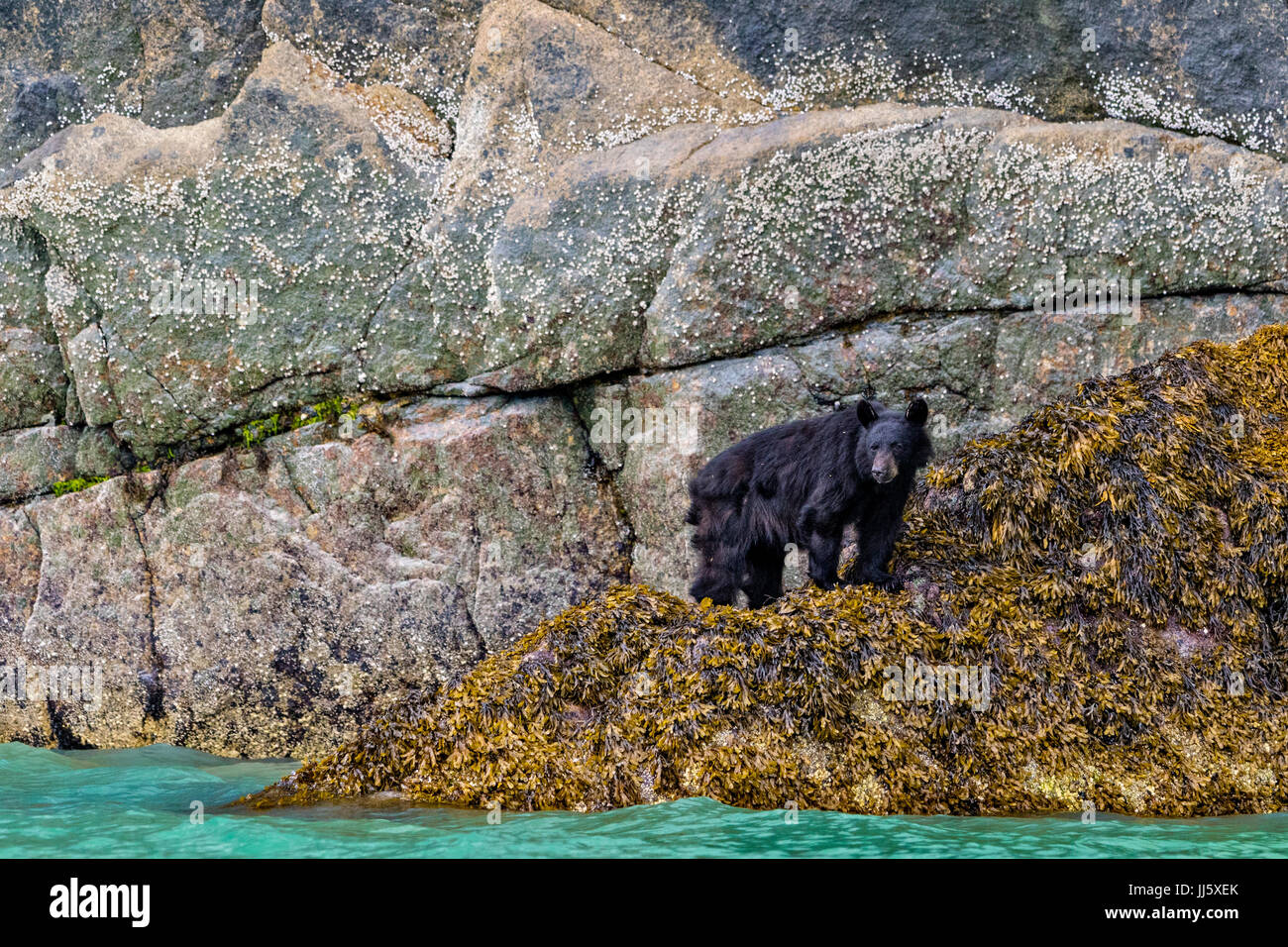 Black bear standing in seaweed near waterline at low tide along the steep cliffs in Knight Inlet, British Columbia, Canada. Stock Photo