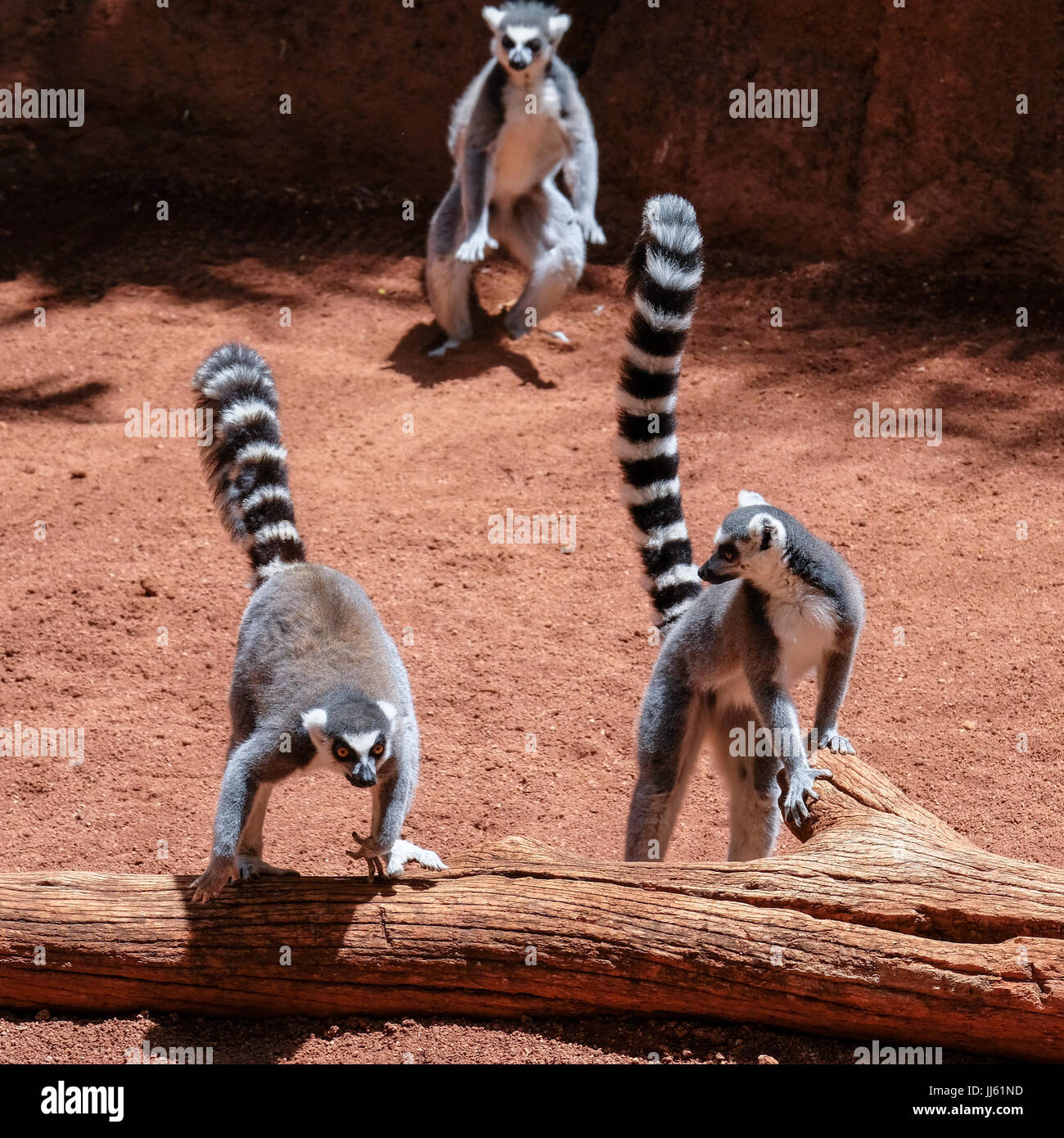 FUENGIROLA, ANDALUCIA/SPAIN - JULY 4 : Ring-tailed Lemurs (Lemur catta) at the Bioparc in Fuengirola Costa del Sol Spain on July 4, 2017 Stock Photo