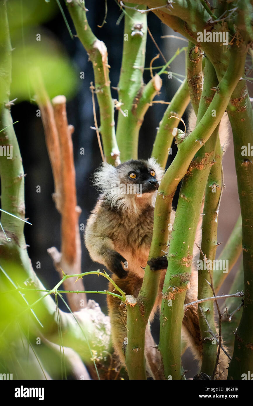 FUENGIROLA, ANDALUCIA/SPAIN - JULY 4 : Female Black Lemur at the Bioparc in FuengirolaCosta del Sol Spain on July 4, 2017 Stock Photo