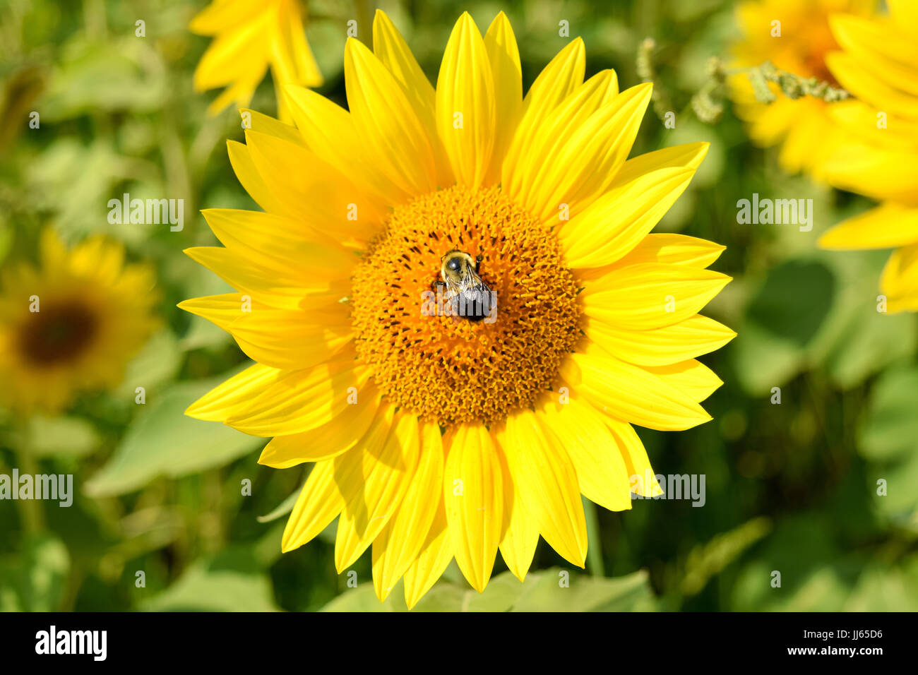 Sunflower and Bumble Bee Stock Photo Alamy