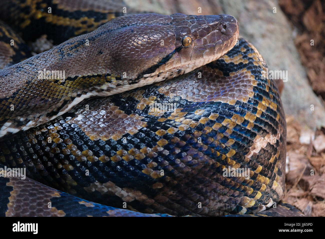 Reticulated python giant hi-res stock photography and images - Alamy