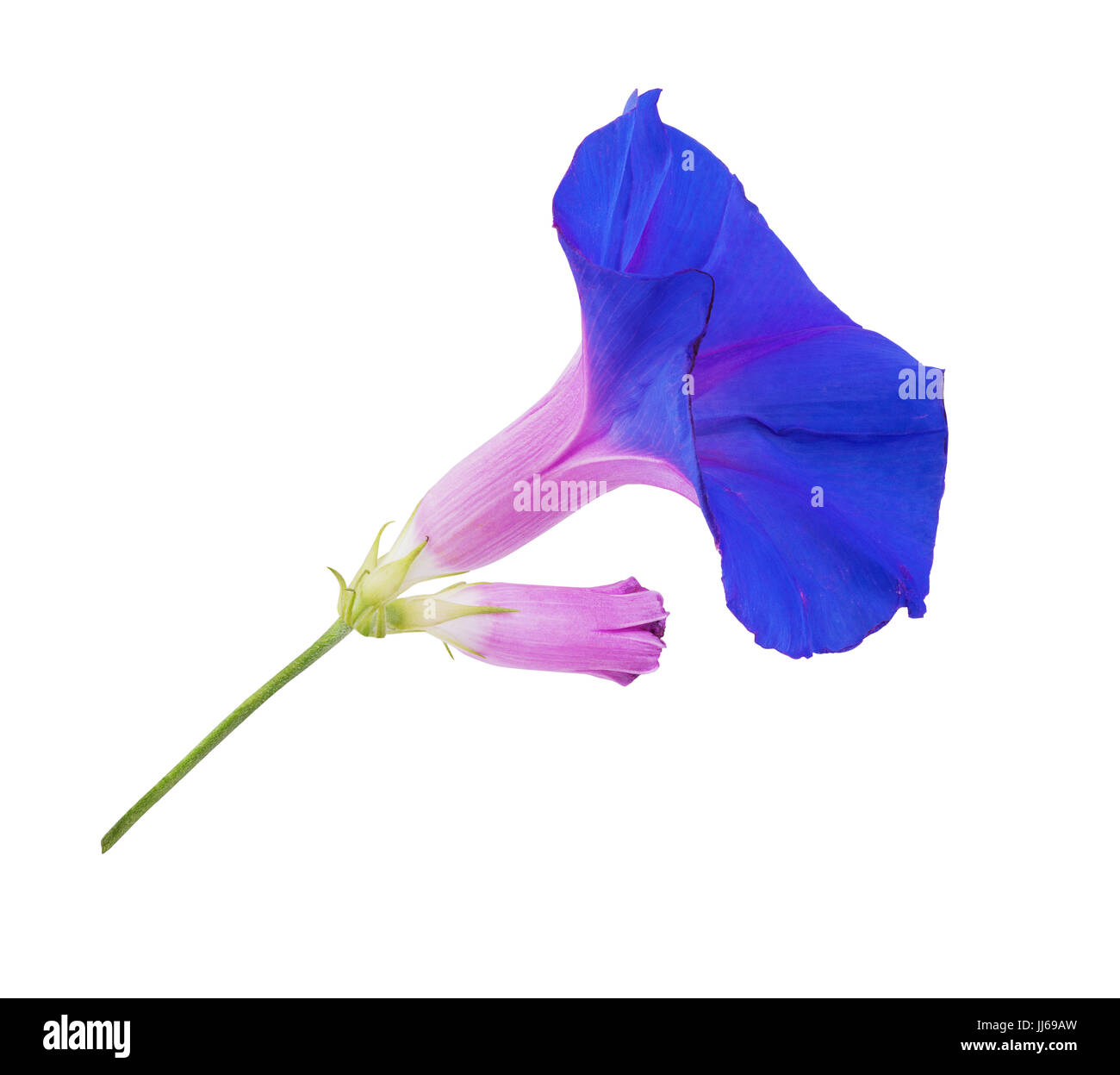 deep purple morning glory flower isolated on white background Stock Photo