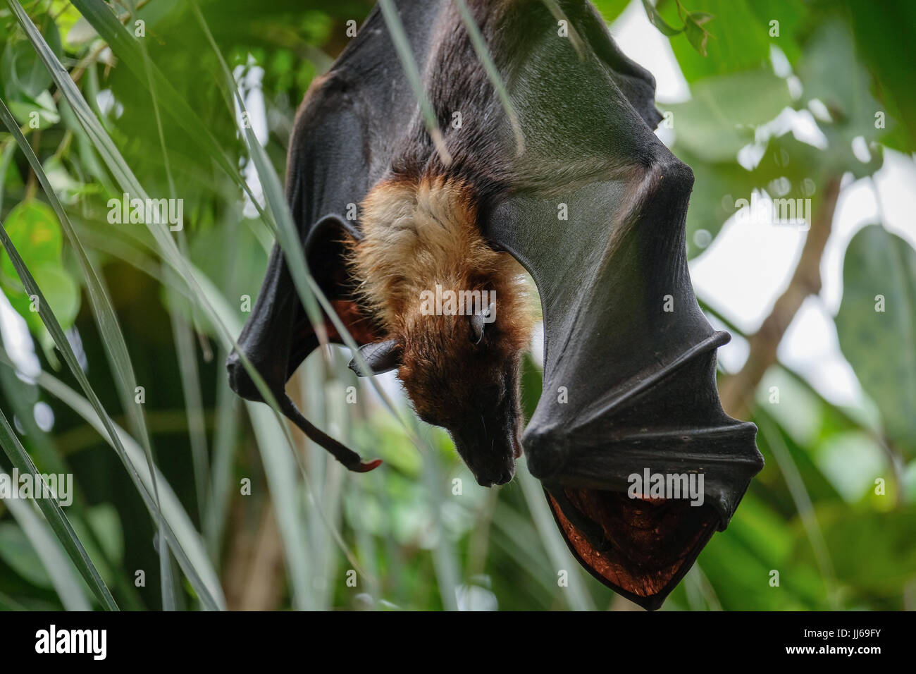 FUENGIROLA, ANDALUCIA/SPAIN - JULY 4 : Flying Fox Bat (Pteropus) at the Bioparc in Fuengirola Costa del Sol Spain on July 4, 2017 Stock Photo