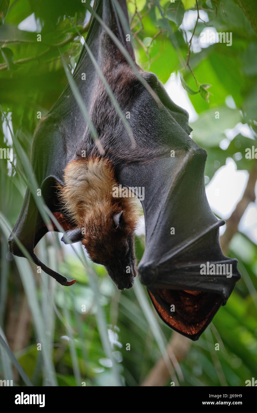 FUENGIROLA, ANDALUCIA/SPAIN - JULY 4 : Flying Fox Bat (Pteropus) at the Bioparc in Fuengirola Costa del Sol Spain on July 4, 2017 Stock Photo