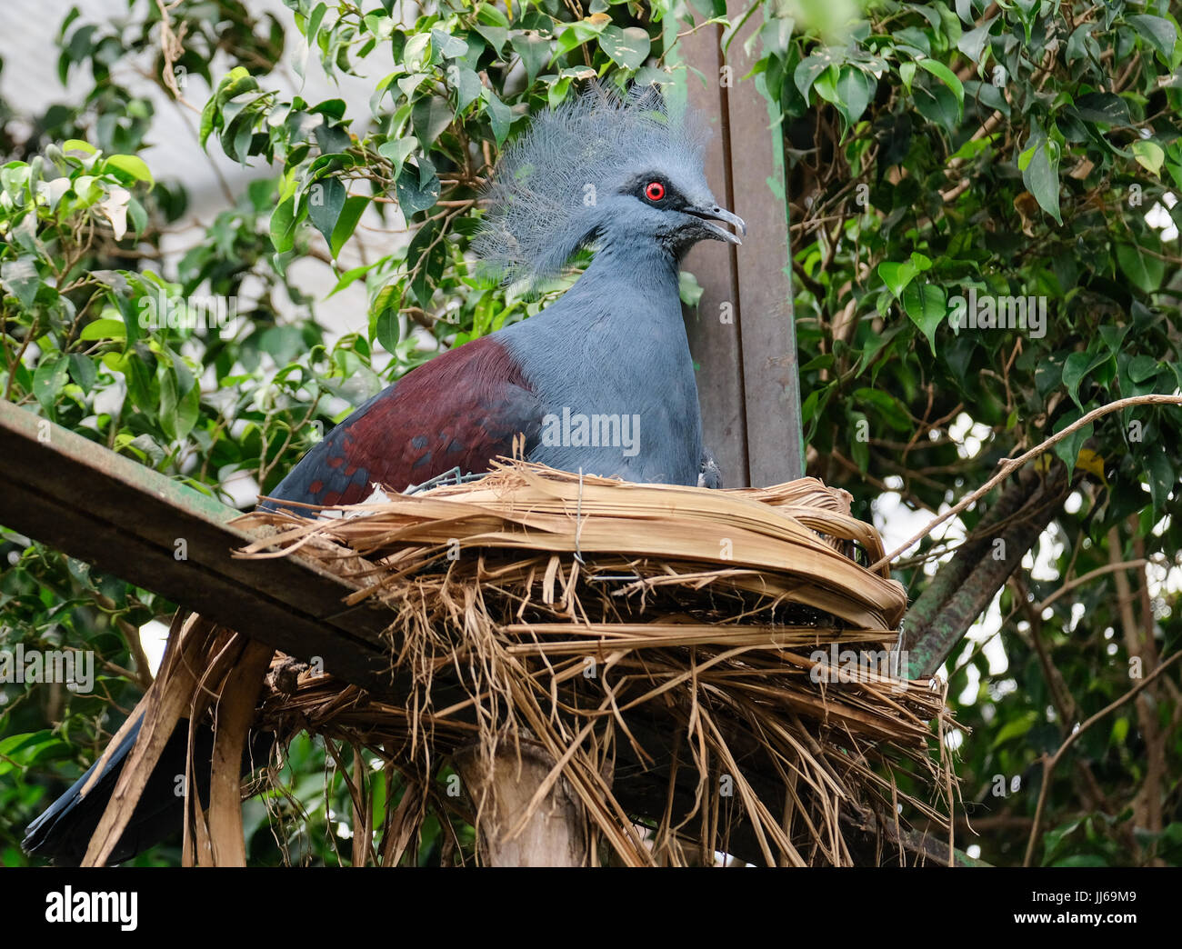 FUENGIROLA, ANDALUCIA/SPAIN - JULY 4 : Southern Crowned Pigeon (Goura scheepmakeri sclateri) at the Bioparc Fuengirola Costa del Sol Spain on July 4, 2017 Stock Photo