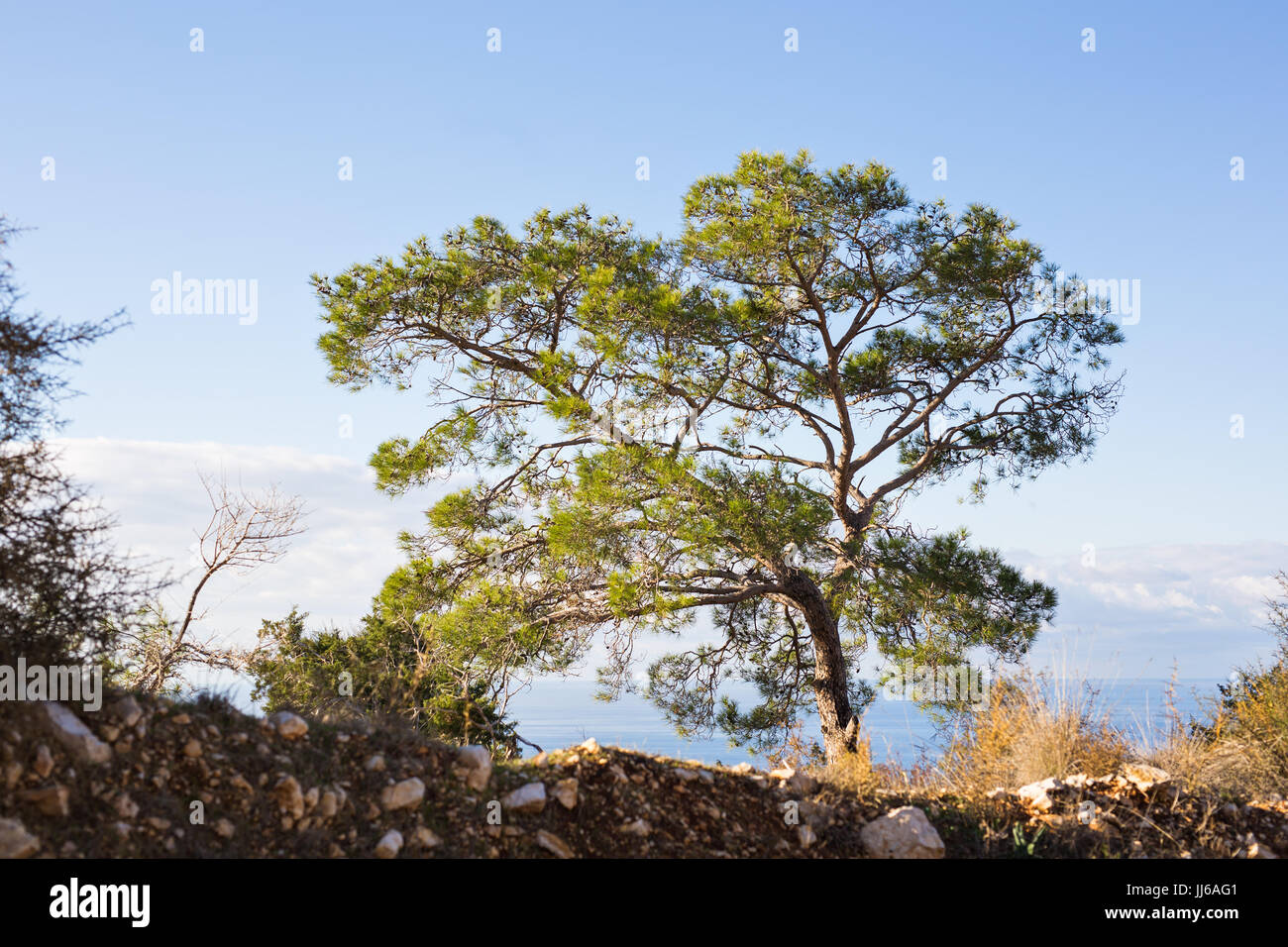Lone tree growing on rocky hi-res stock photography and images - Alamy