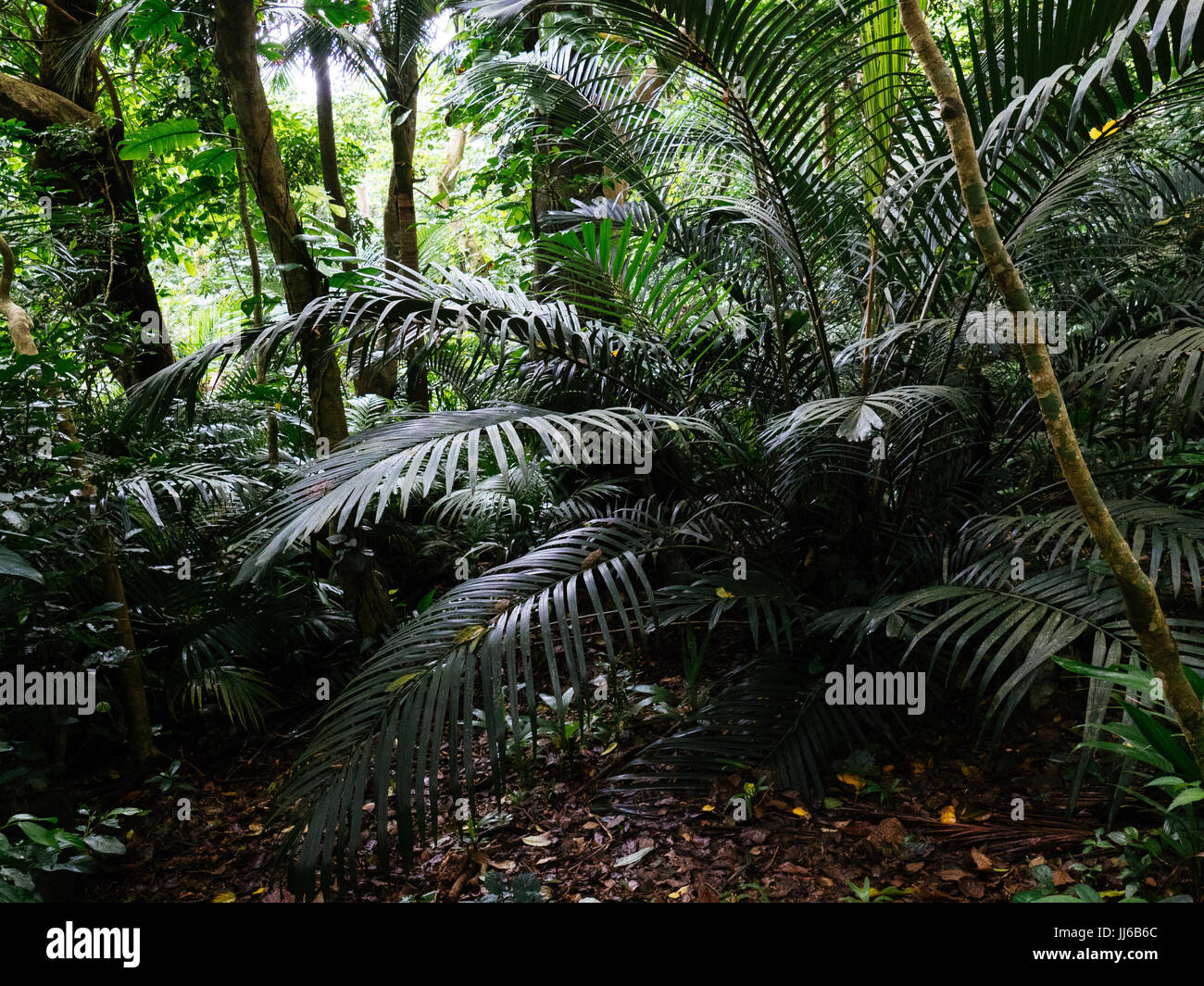 Years Summer Jungle High Resolution Stock Photography and Images - Alamy