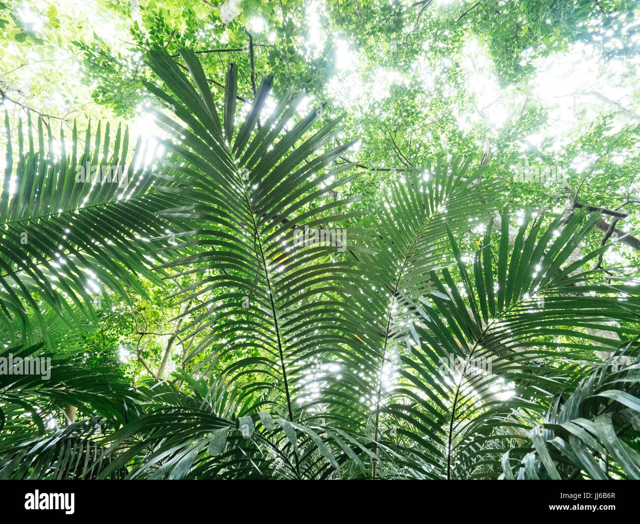 Years summer jungle hi-res stock photography and images - Alamy