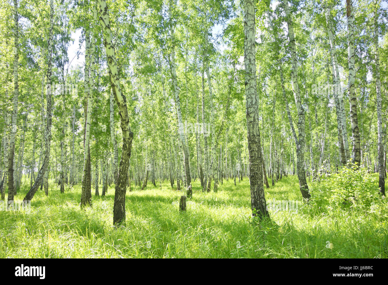 summer birch forest Stock Photo - Alamy