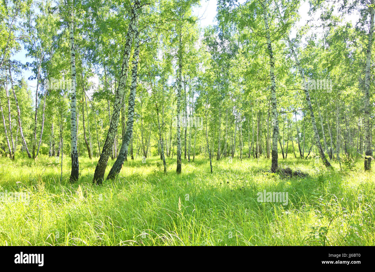 summer birch forest Stock Photo - Alamy
