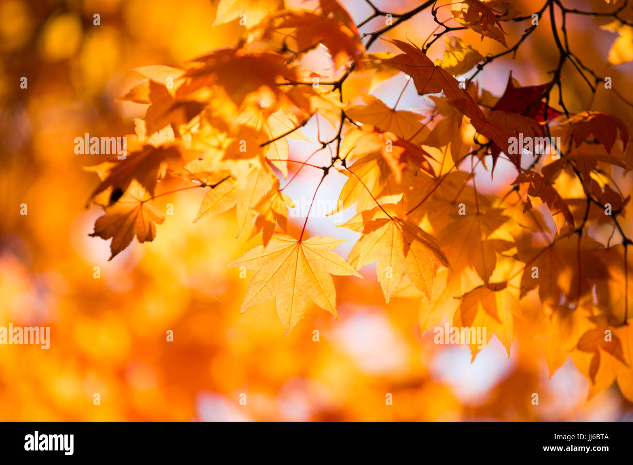 Japanese Fall Foliage Stock Photo