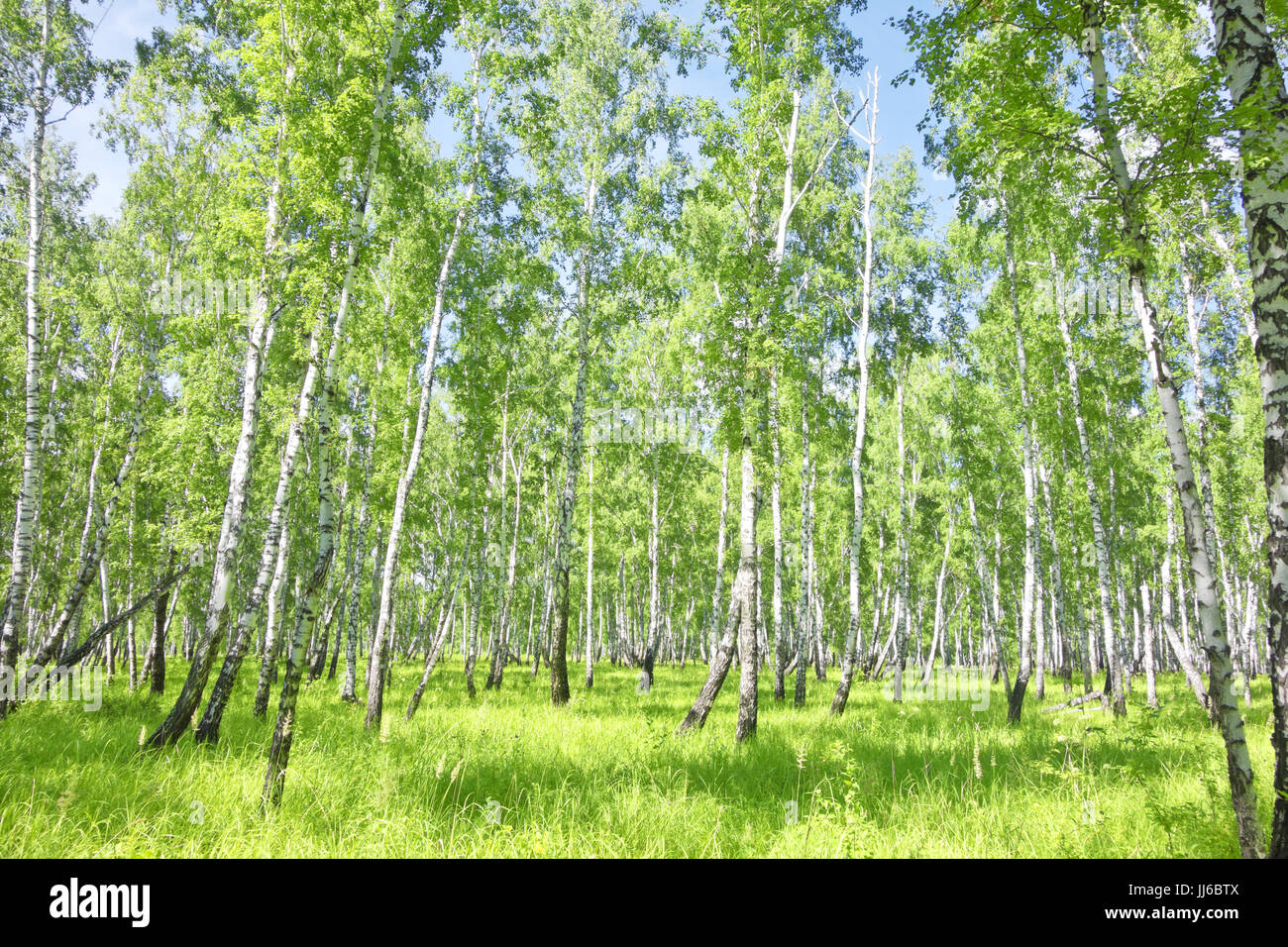 summer birch forest Stock Photo - Alamy