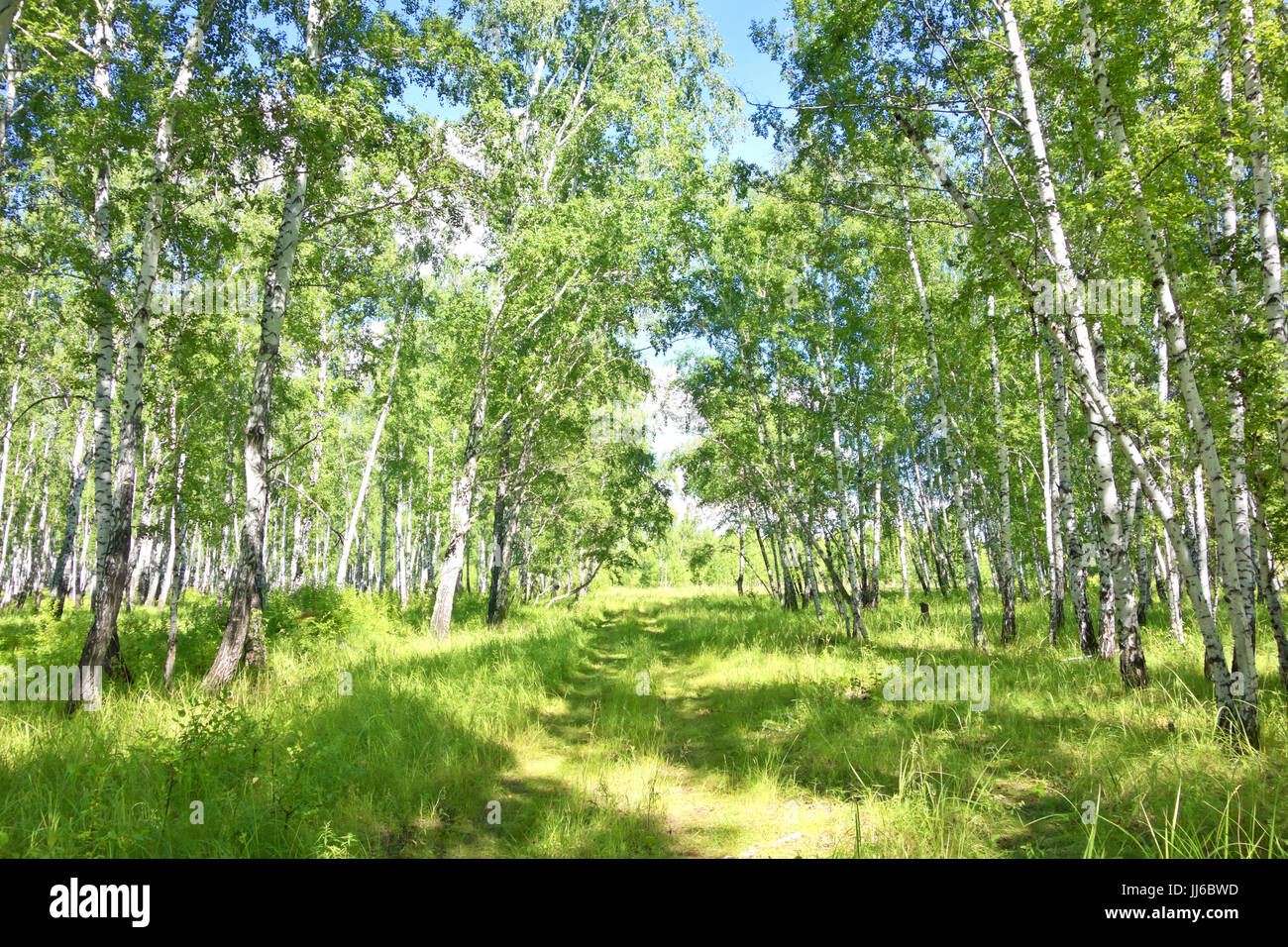 summer birch forest Stock Photo - Alamy