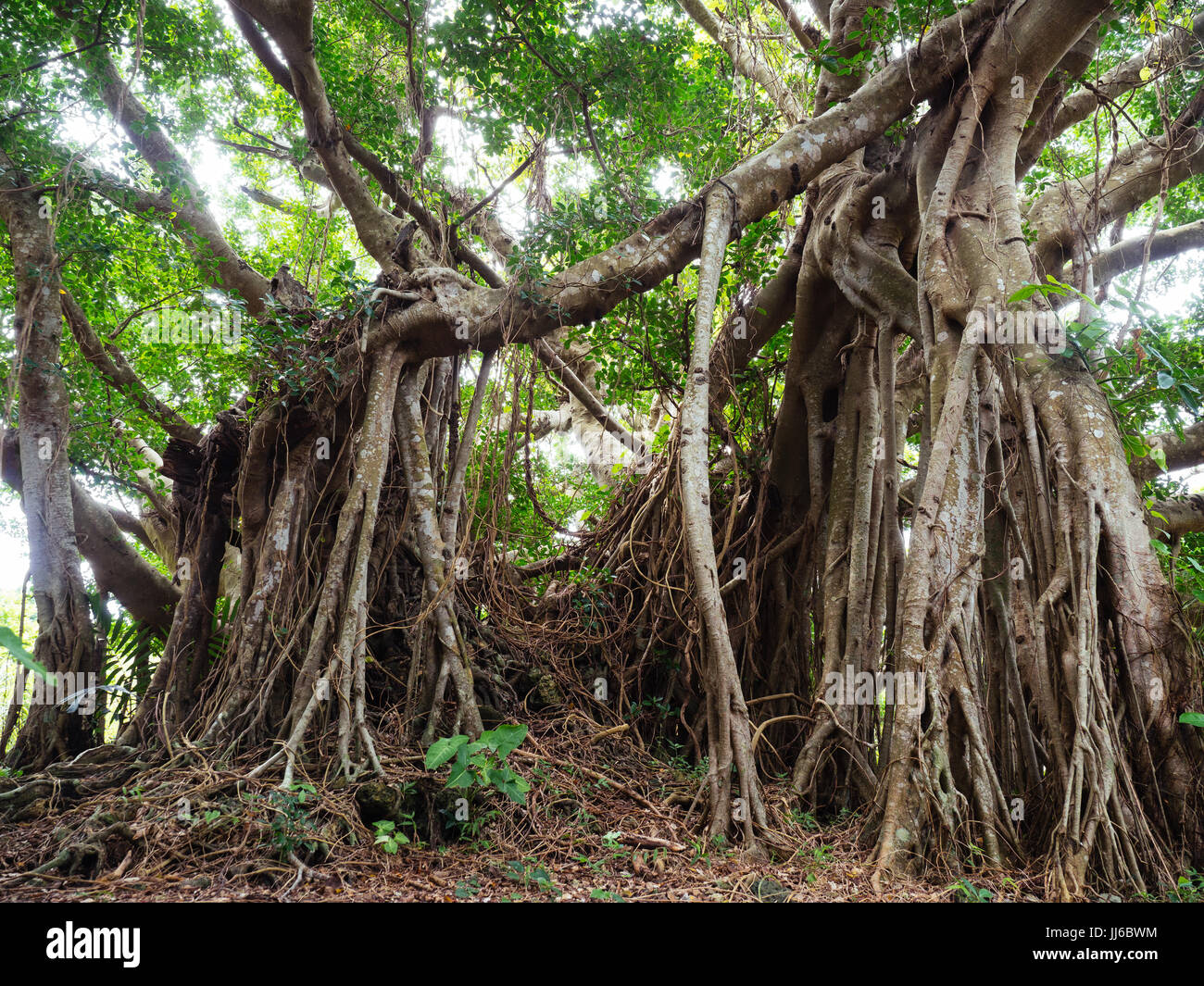 Ficus retusa Stock Photo
