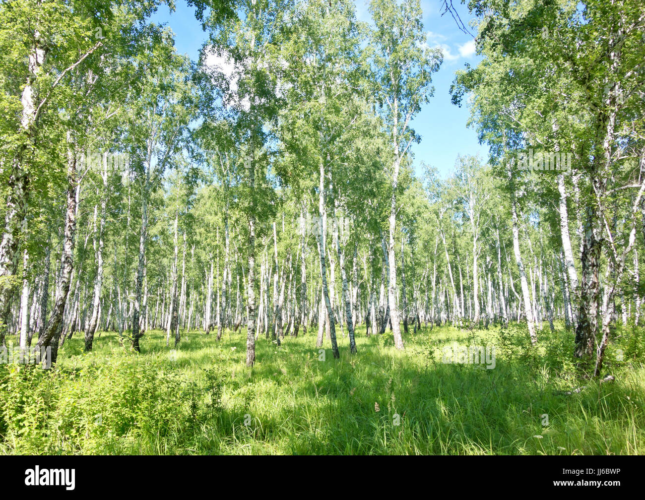 summer birch forest Stock Photo - Alamy
