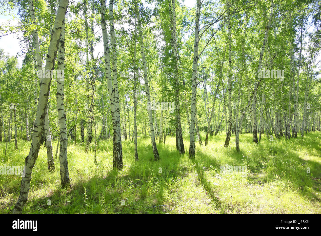 summer birch forest Stock Photo - Alamy