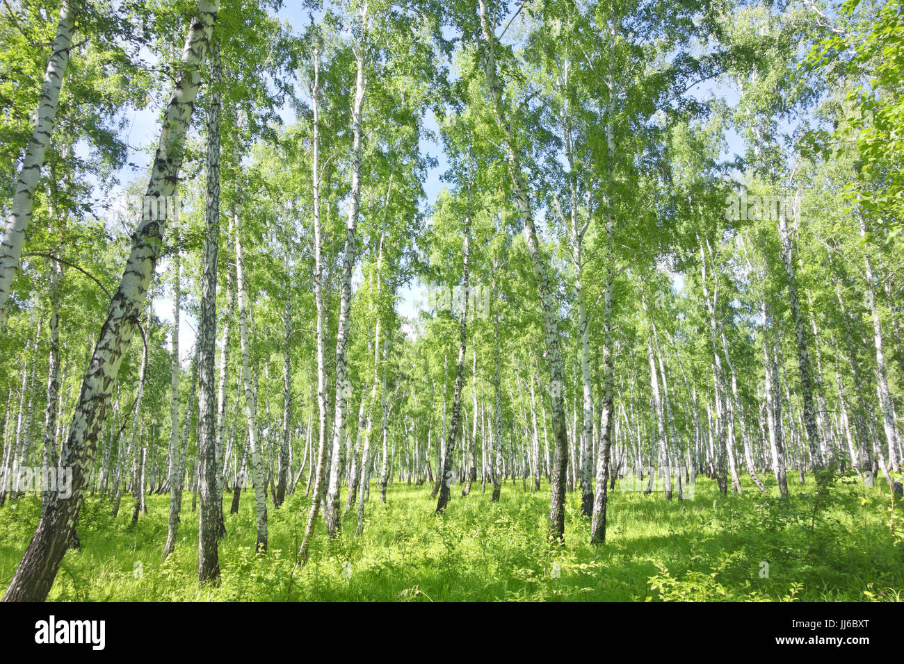summer birch forest Stock Photo - Alamy
