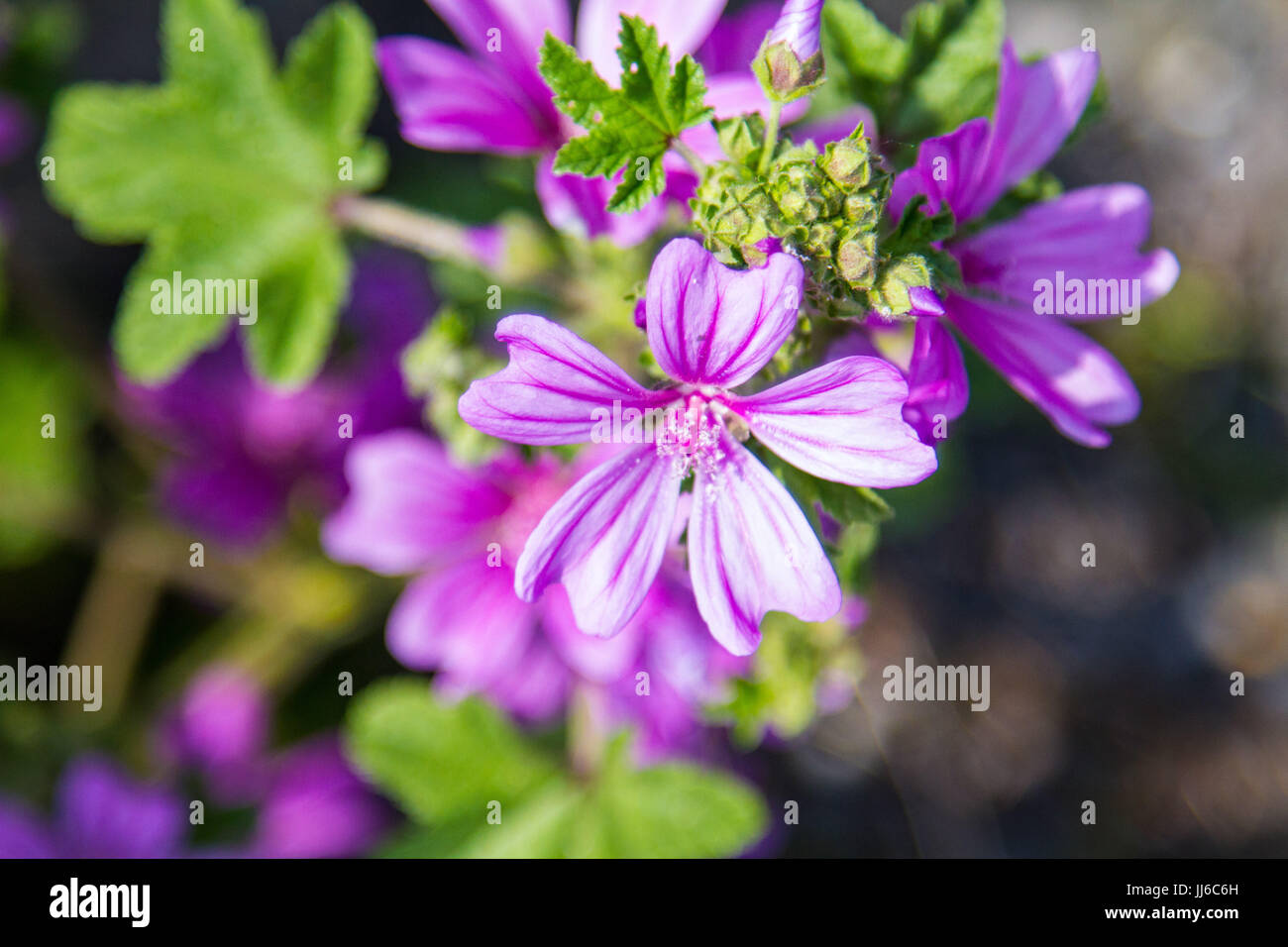 Purple flowers in garden Stock Photo - Alamy