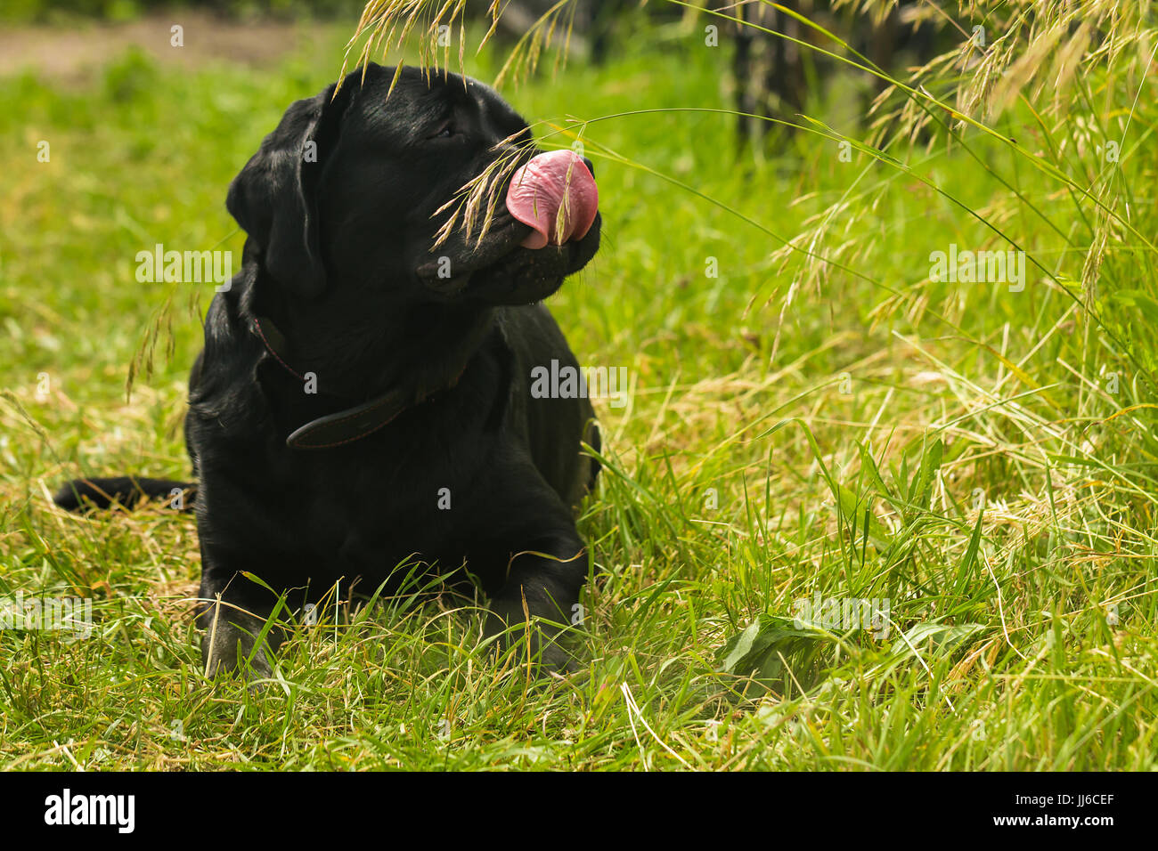 Photo inspiration: Gallery Detail: Black Labrador Retriever Dog Sitting On The Green Grass In
