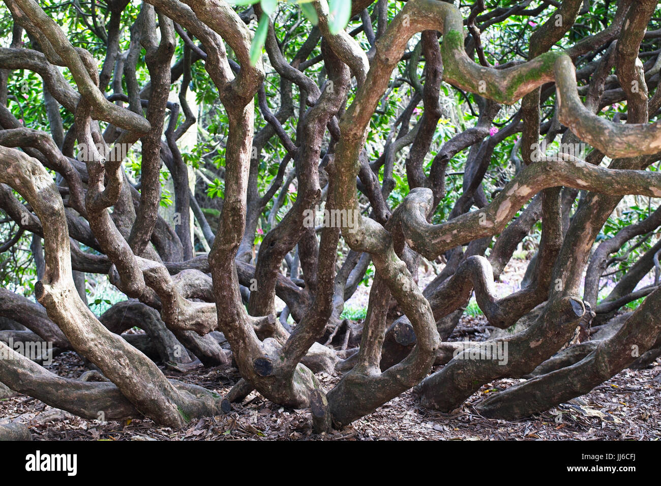 A tangle of Rhododendron tree trunks, Sussex, England, UK Stock Photo -  Alamy