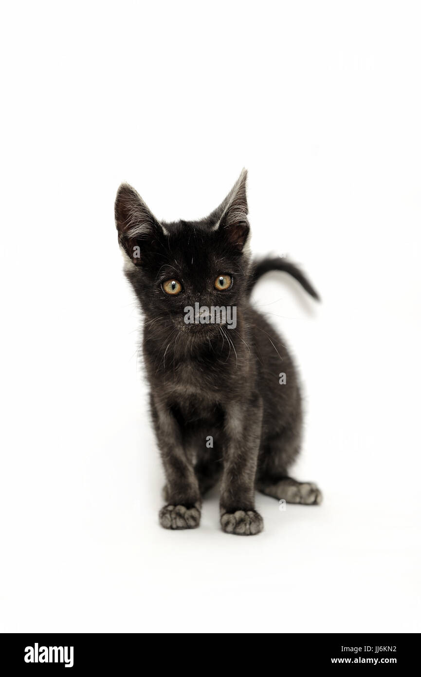 Animal Animals Cat Cats Catus Domestic Domesticated Domestics animal-animals-cat-cats-catus-domestic-domesticated-domestics