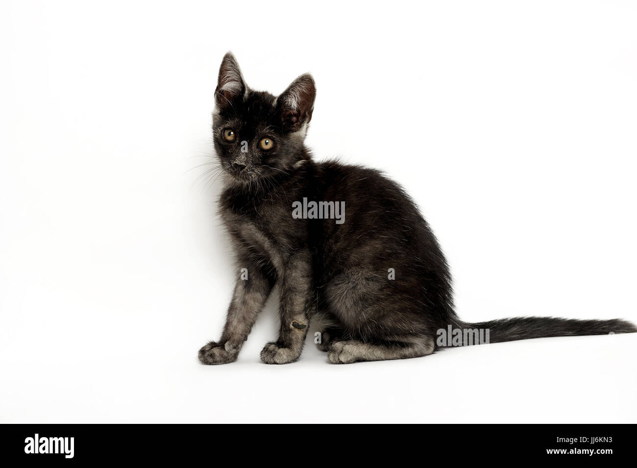 animal, animals, cat, cats, catus, domestic, domesticated, domestics, domesticus, felis, friendship,natural, wild, grownup, grownups, Stock Photo